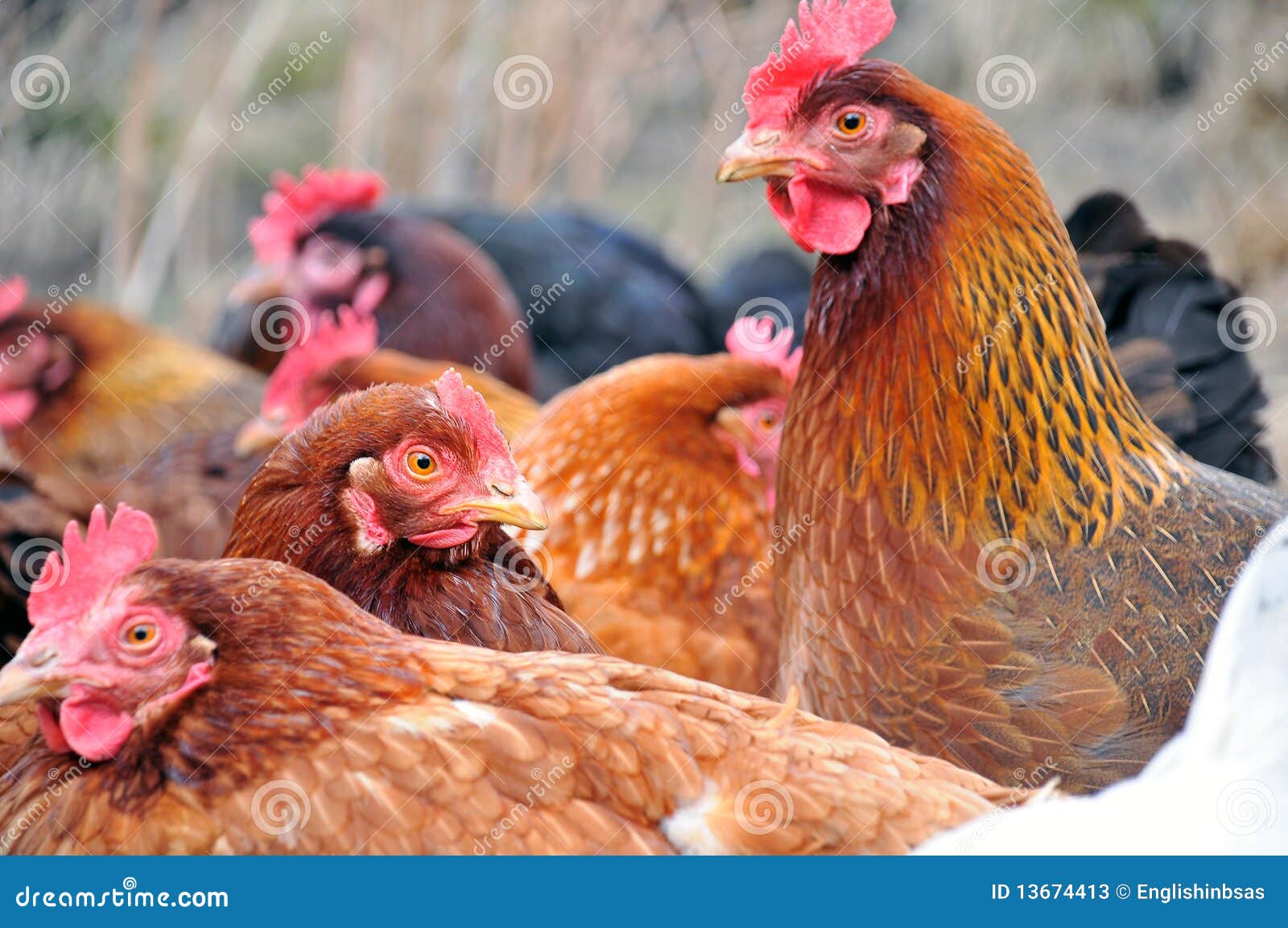 Group Of Hens 84