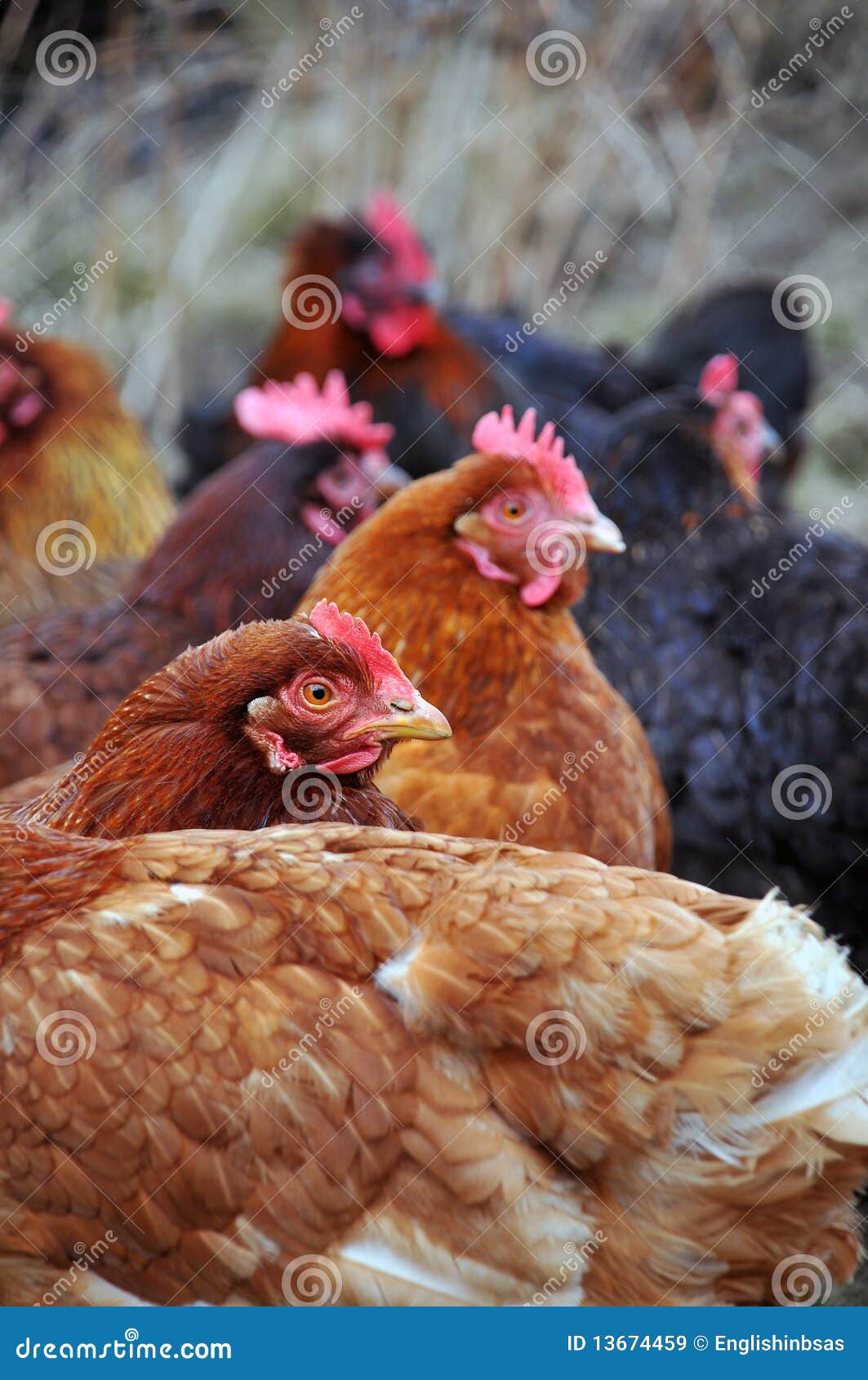 Group Of Hens 19