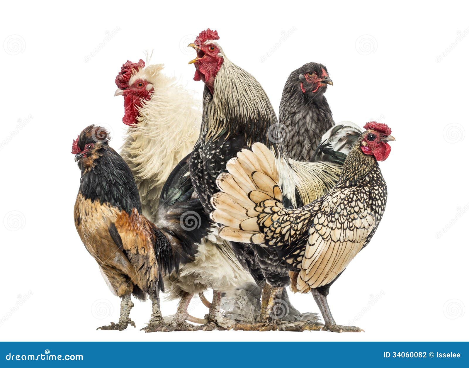 Group Of Hens 114