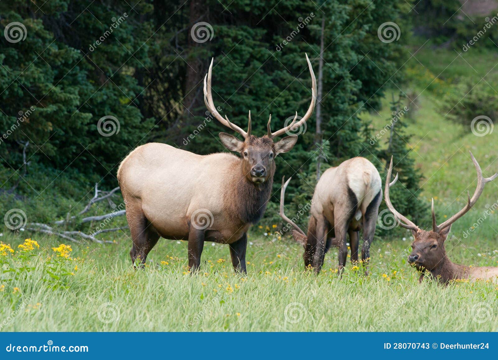 Group Of Elk 81