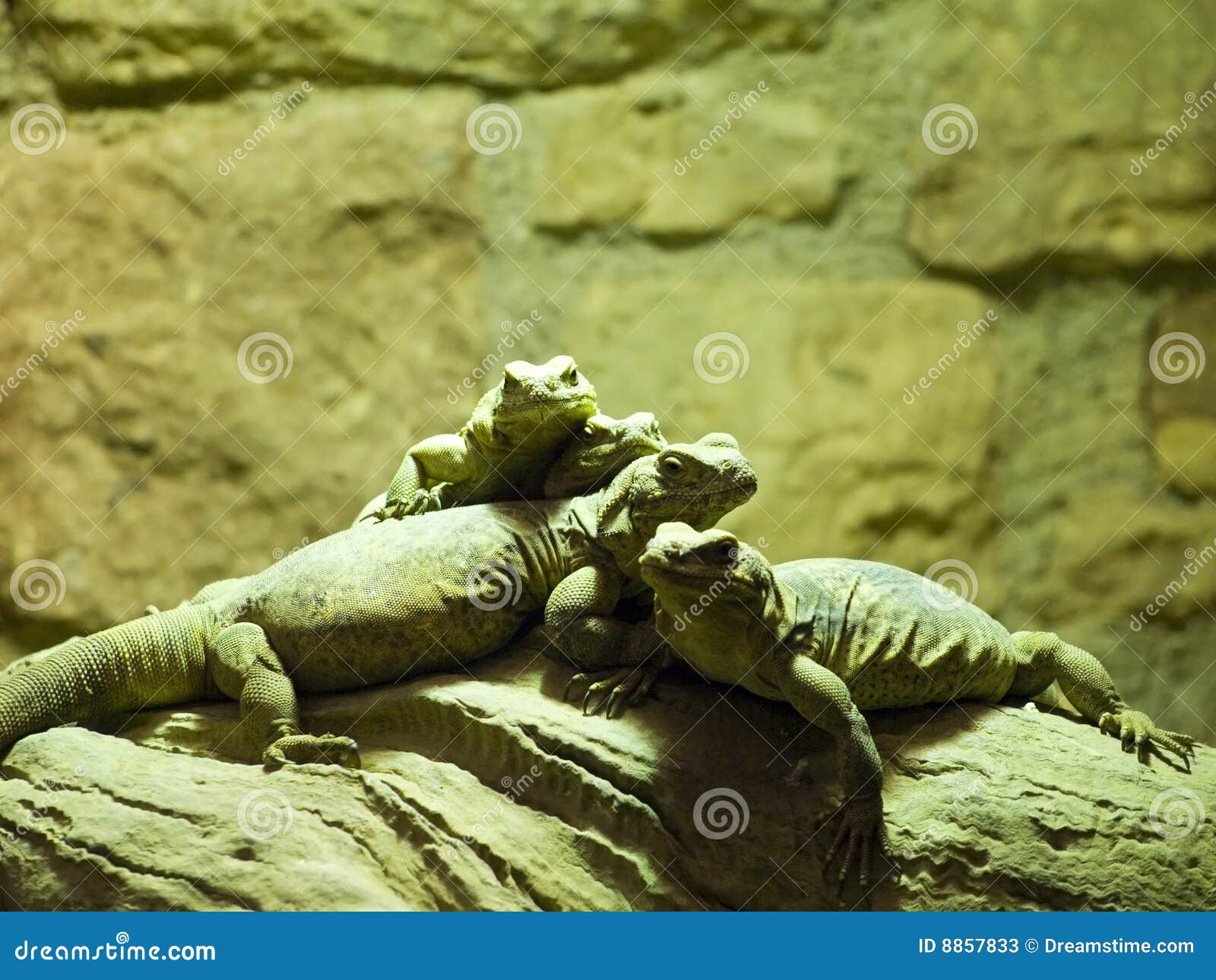 a group of lizards stock photos image 8857833 travel brochures free