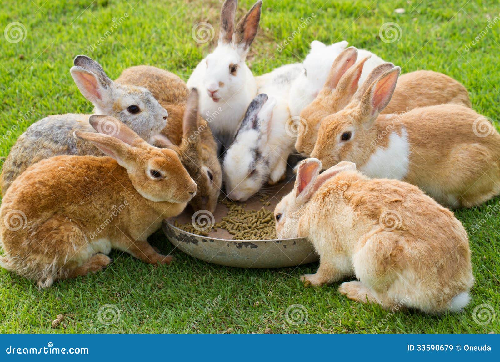 Group Rabbits 84