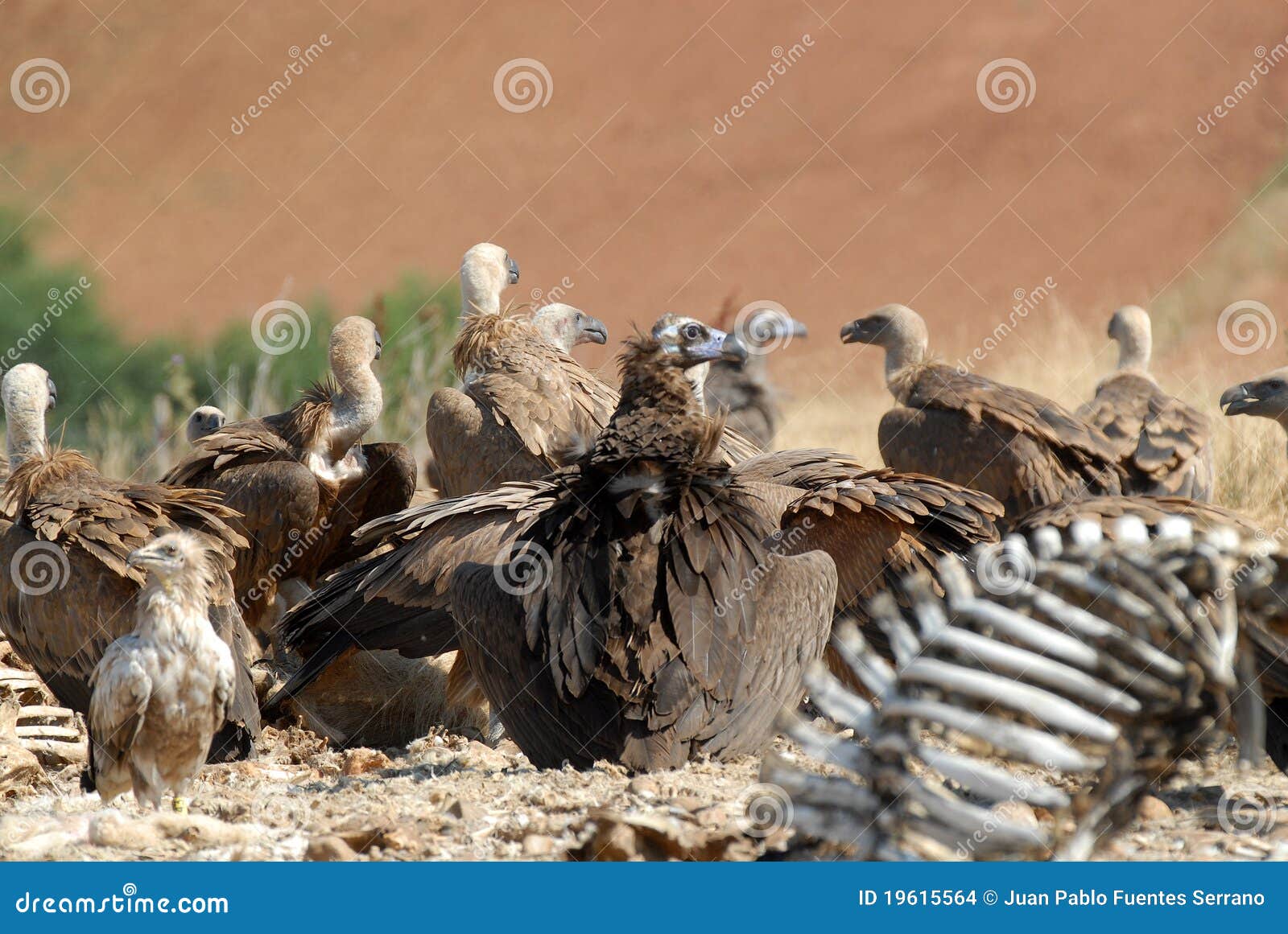 Group Of Vultures 51