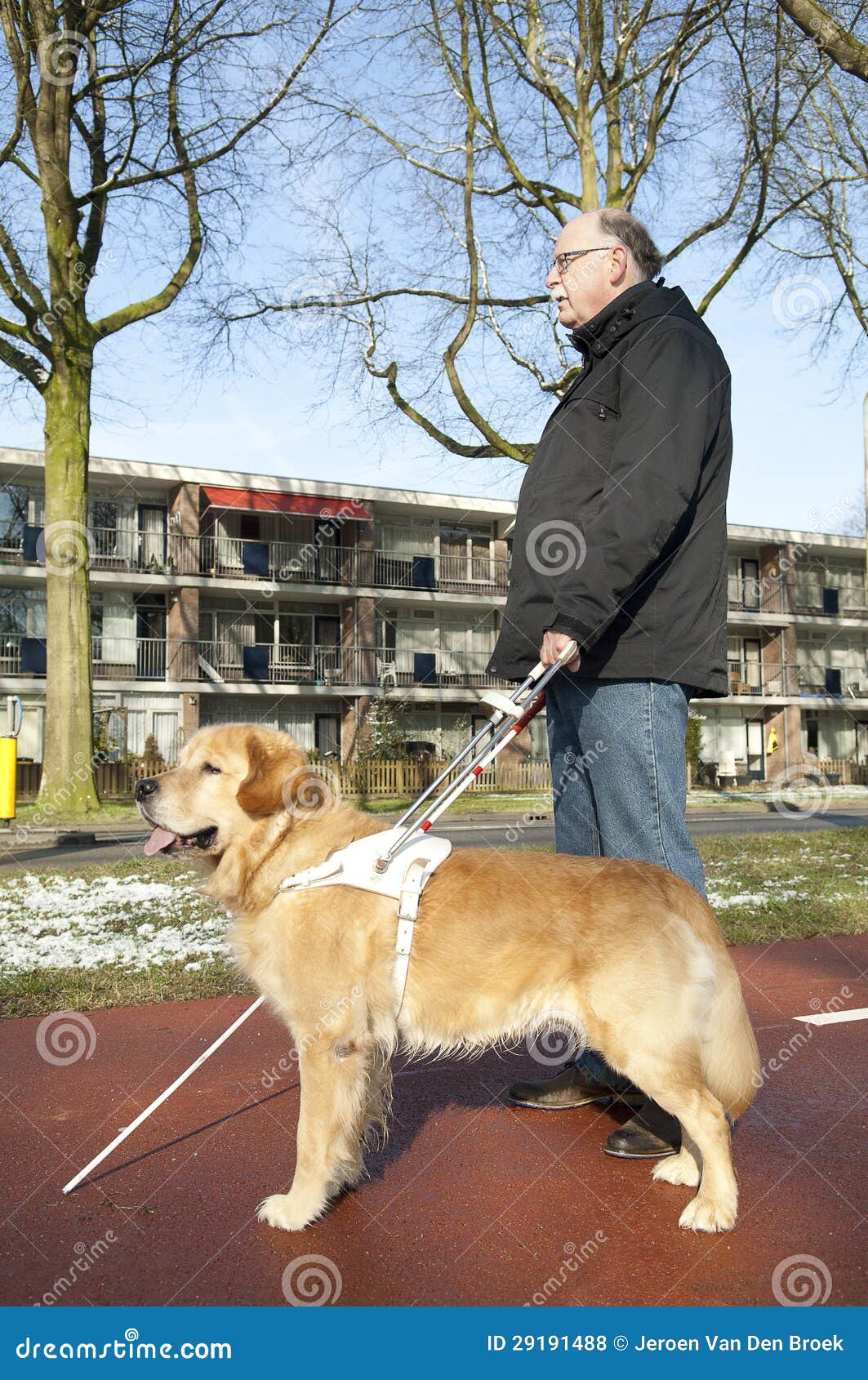 Seeing Eye Dogs Walking Your Dog Seeing Eye Dogs Walking Your Dog