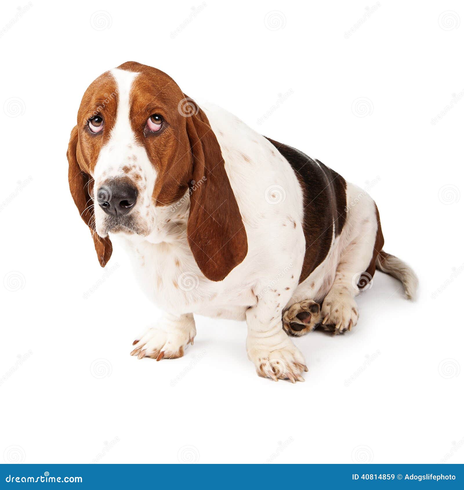 Free Guilty Dog Clipart Free Guilty Dog Clipart