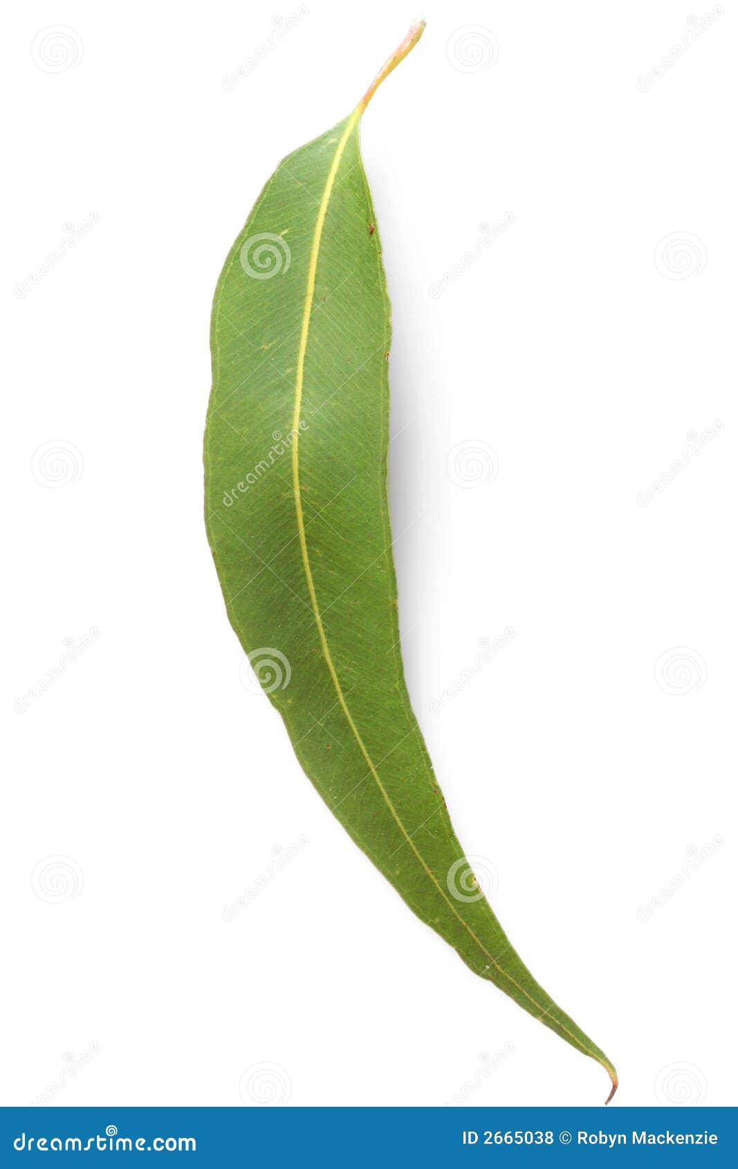 clipart gum leaf - photo #20