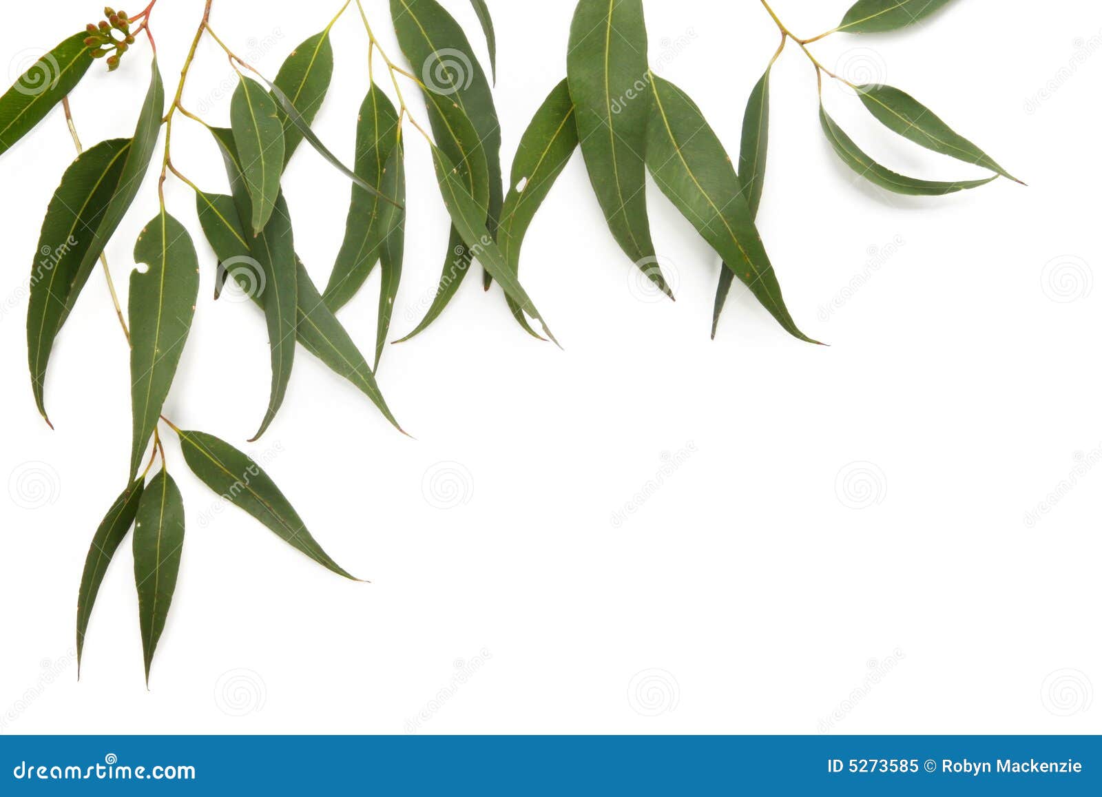 clipart gum leaves - photo #27