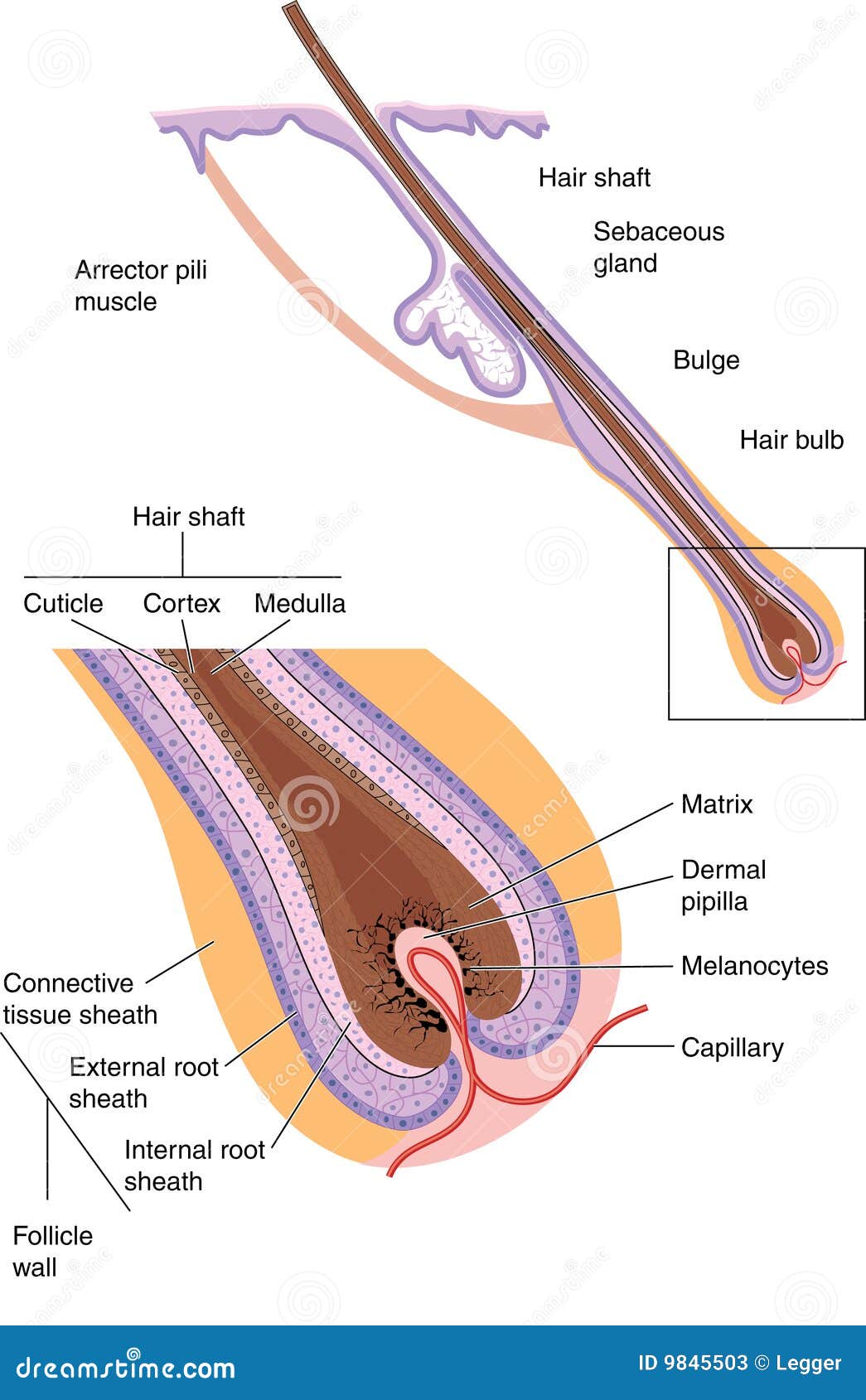 Hair (Human Anatomy): Image, Parts, Follicle ... - WebMD