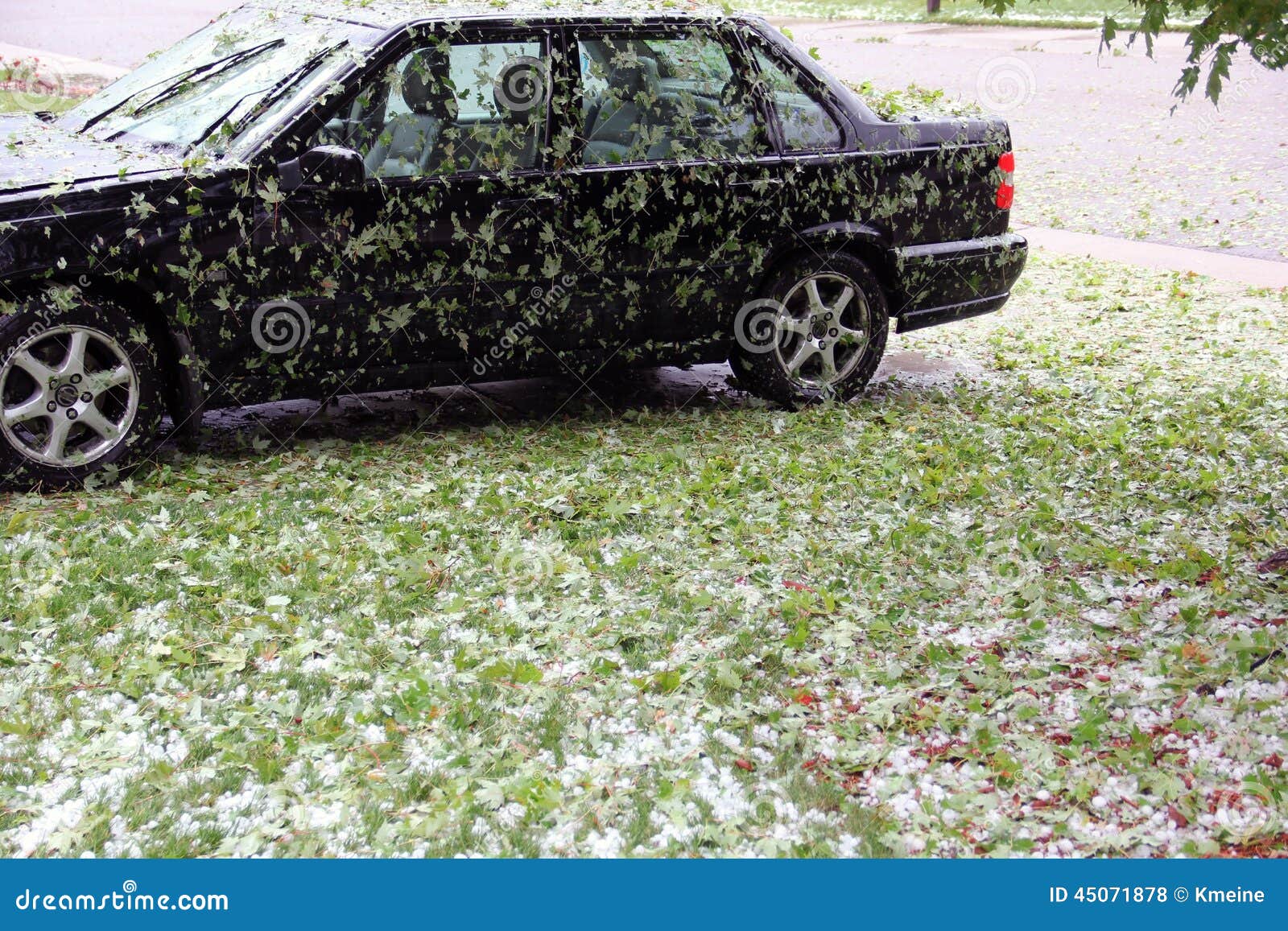 Can Tree Leaves Scratch Car Paint Can Tree Leaves Scratch Car Paint