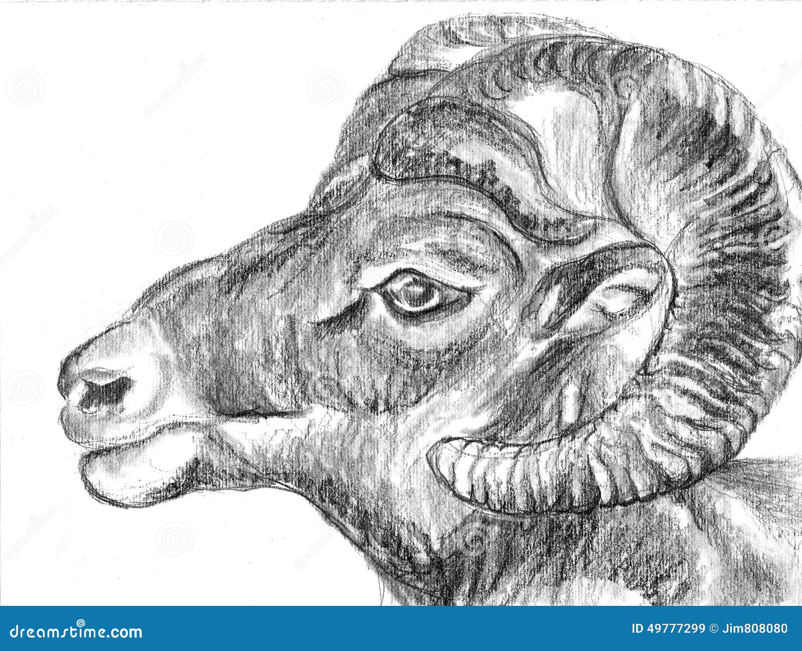 Hand Draw Sheep Head Stock Illustration - Image: 49777299