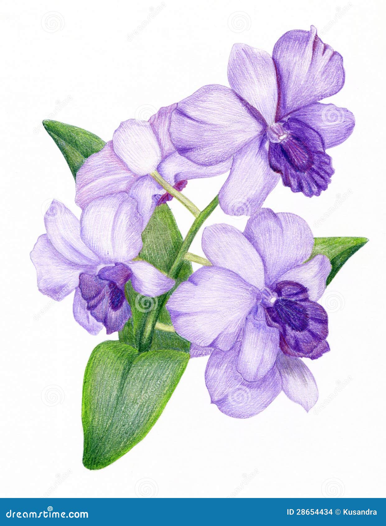 Purple Orchid Drawing