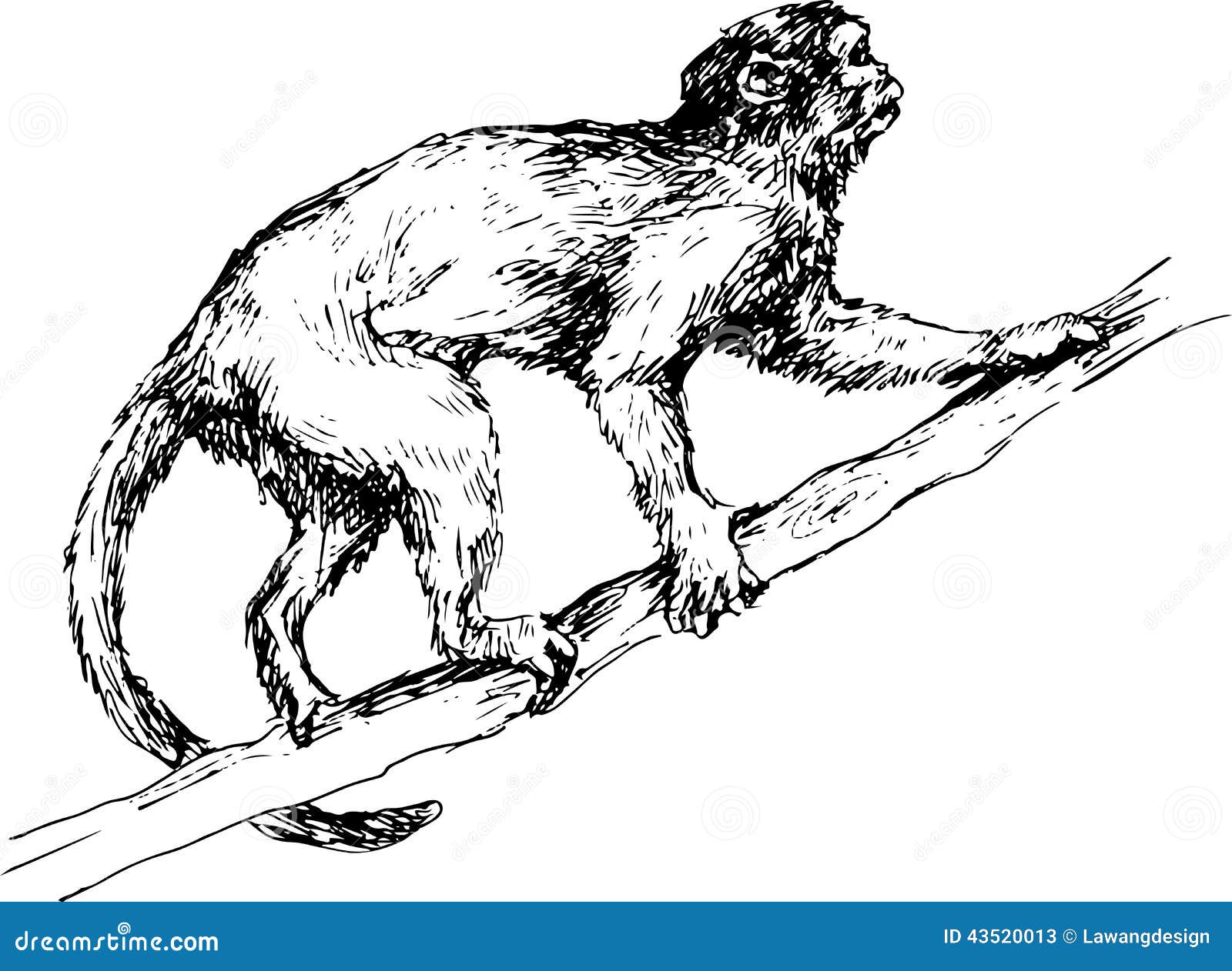 صور صور الكسلان ابيض واسود - Photo sloths hand drawn monkey illustration 43520013 صور الكسلان ابيض واسود Photo sloths