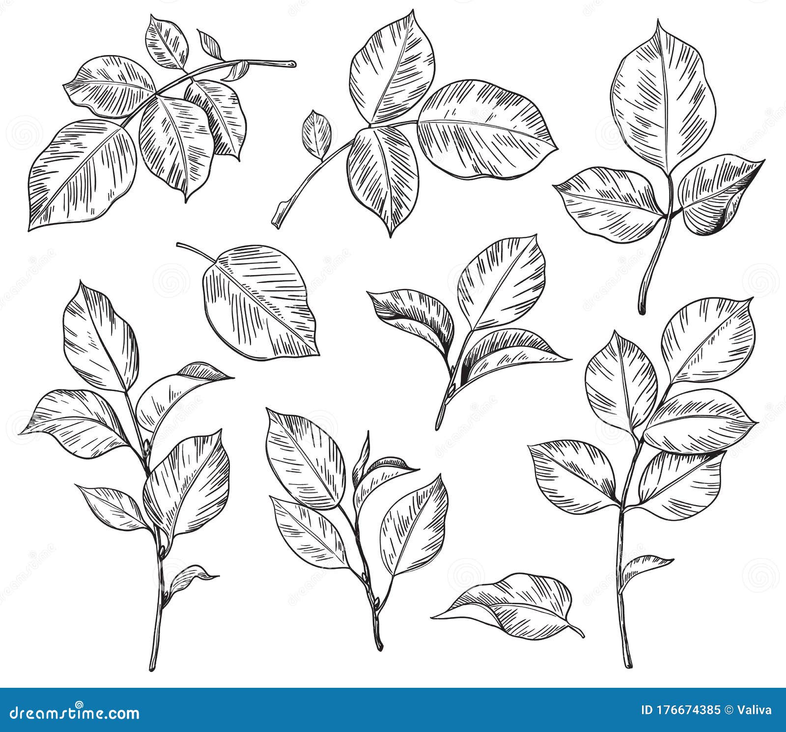 Hand Drawn Set Of Rose Leaves Stock Vector Illustration Of Leaf