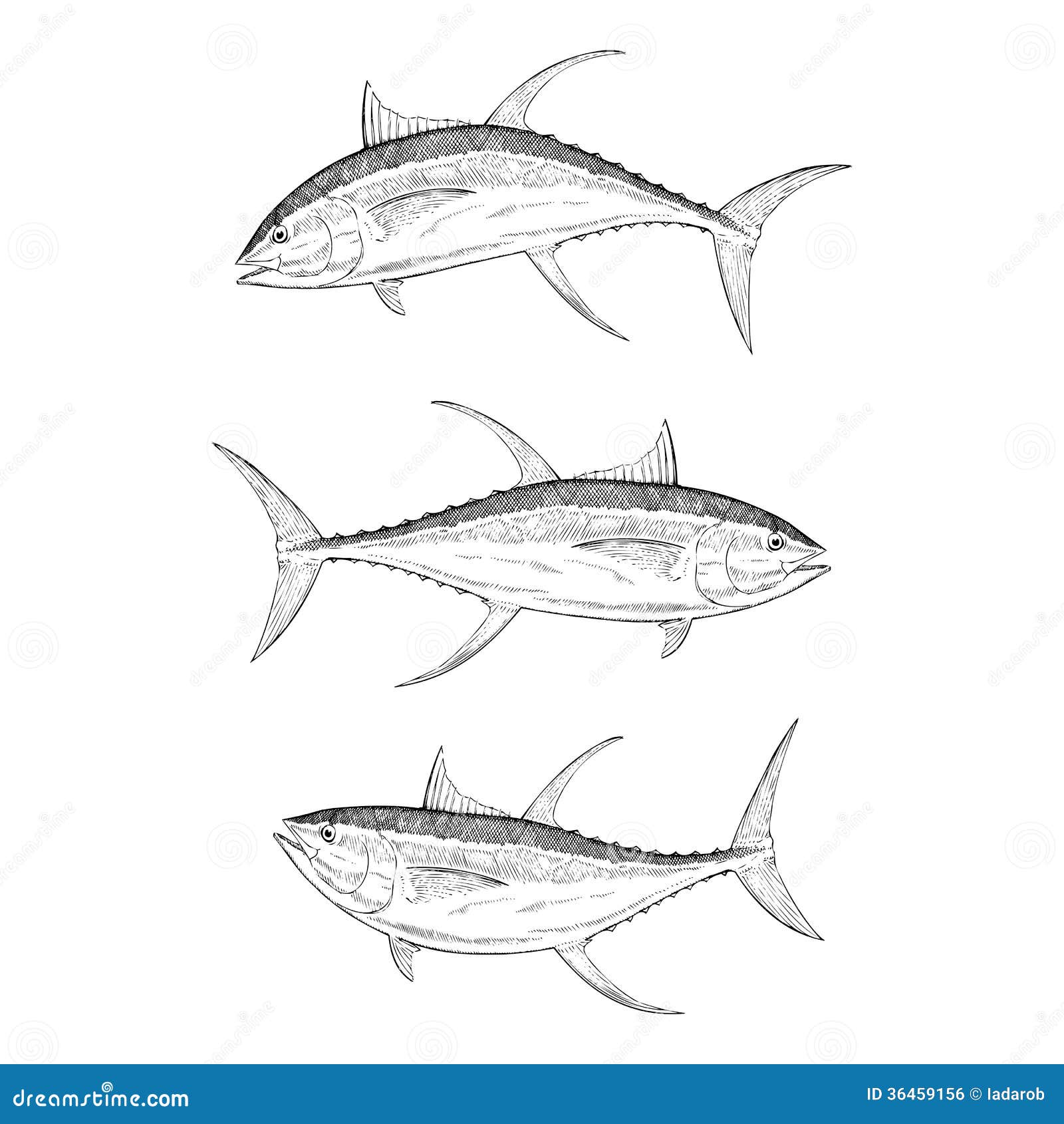 Hand Drawn Yellow Fin Tuna Royalty Free Stock Image - Image: 36459156