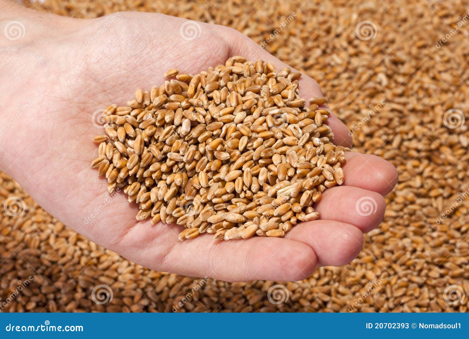 The Seeds Mr Farmer The Seeds Mr Farmer