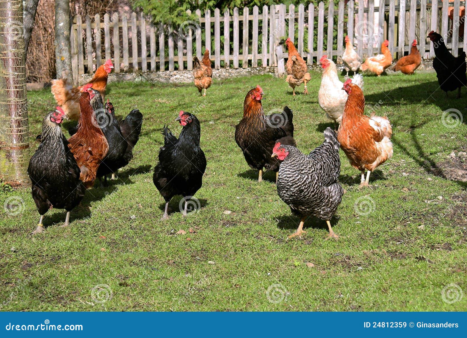  - happy-chickens-farm-24812359