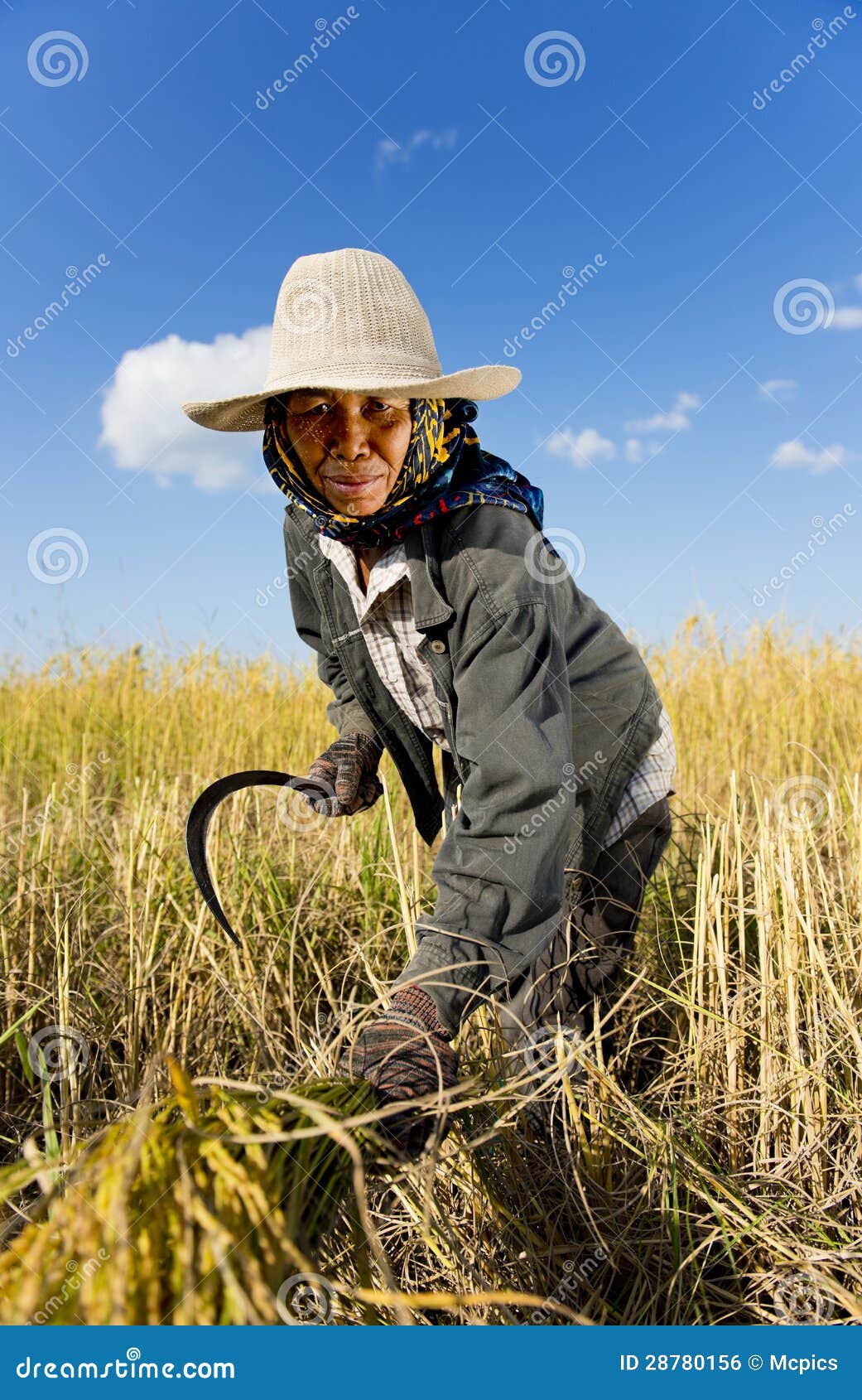 Hard Working Rice Farmer Royalty Free Stock Image Image