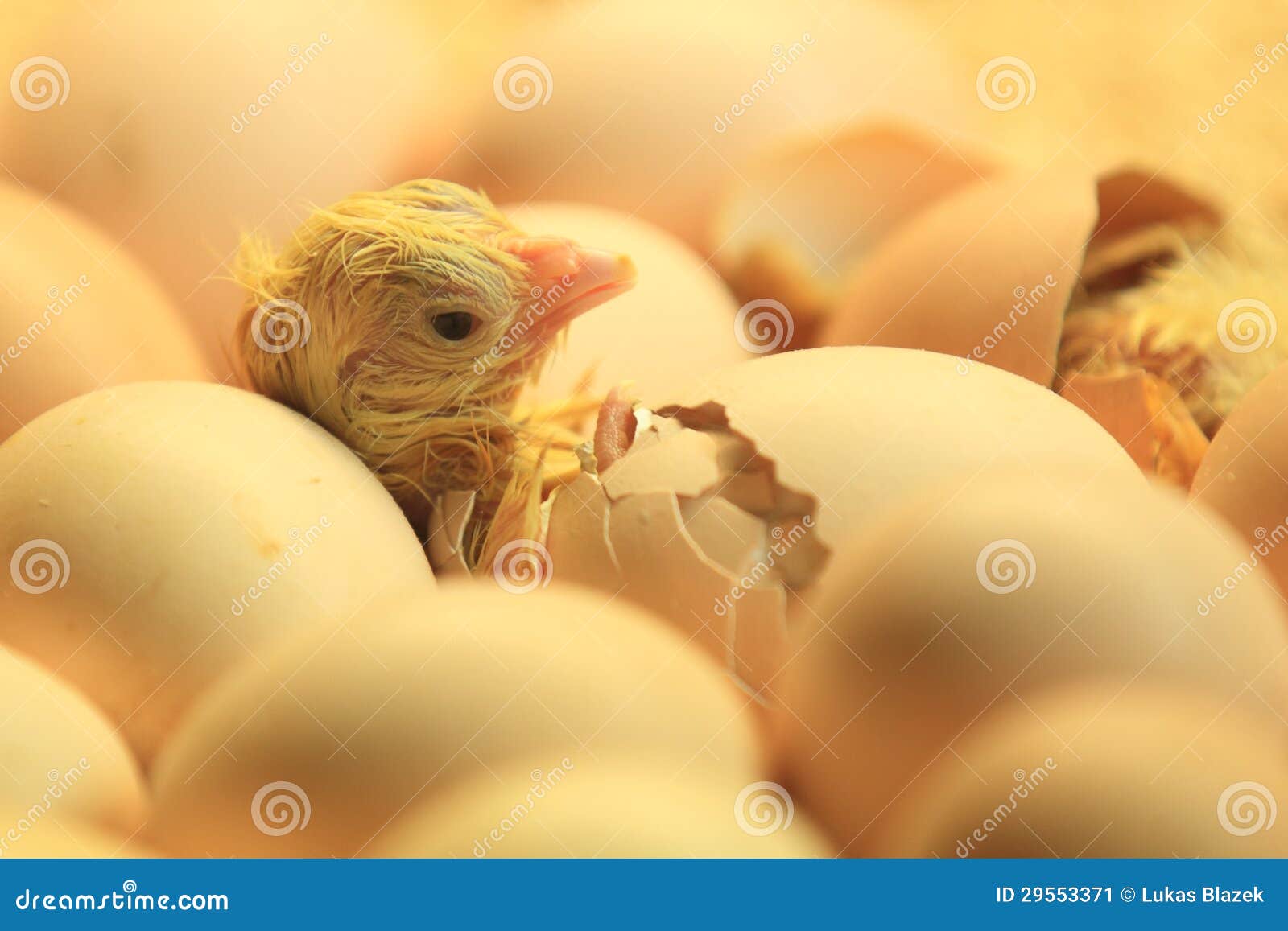 Hatching Chicken Stock Image - Image: 29553371