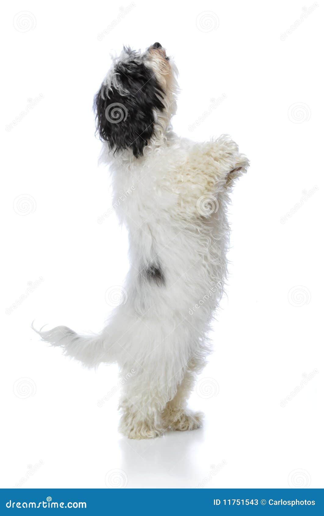 havanese dog stock photos image 11751543 old english sheepdog christmas cards