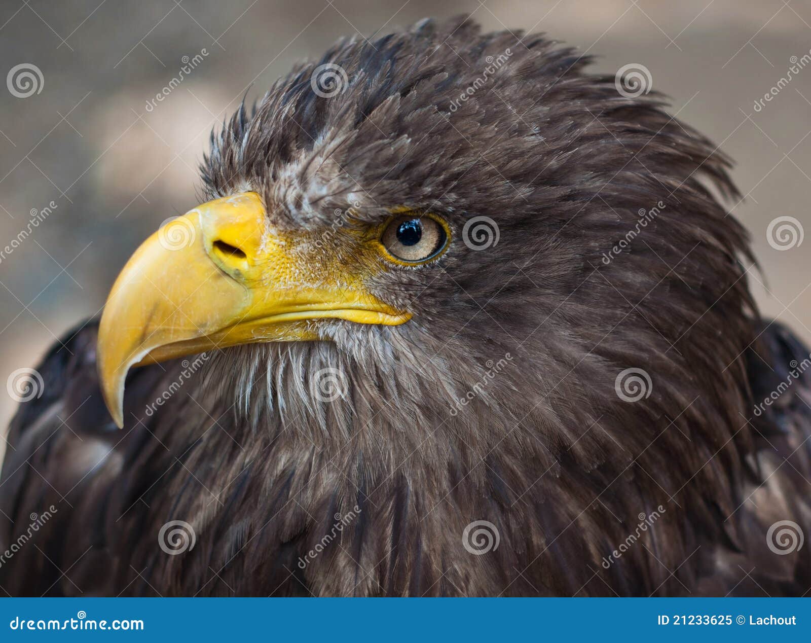 Head Of Brown Eagle Royalty Free Stock Photo - Image: 21233625