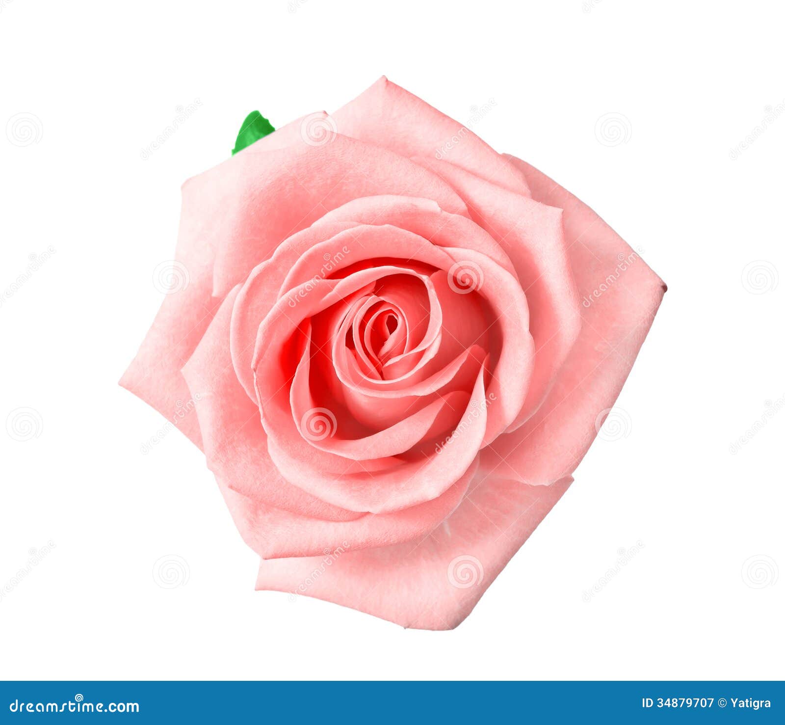 Single Pink Rose White Background