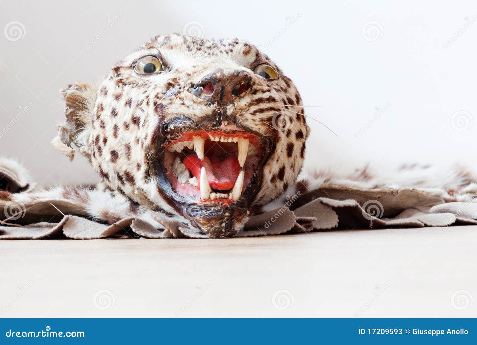 Head Of A Stuffed Jaguar Stock Photos - Image: 17209593