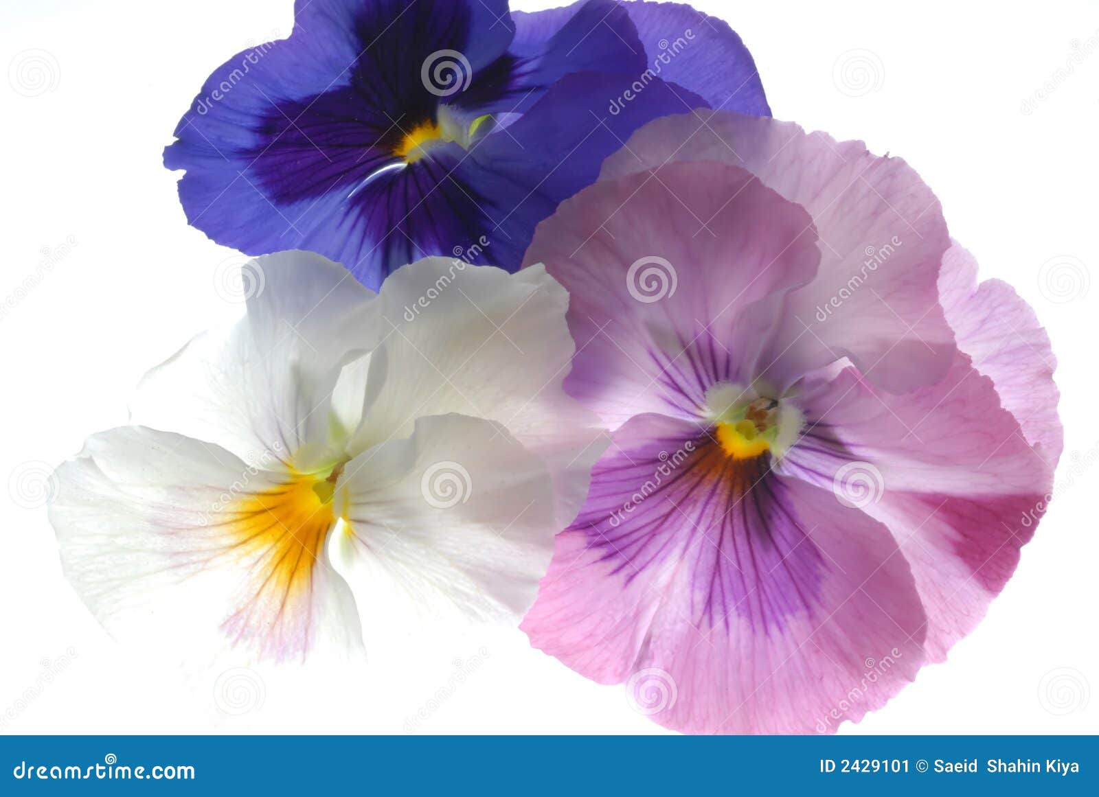 Heartsease Stock Image Image 2429101