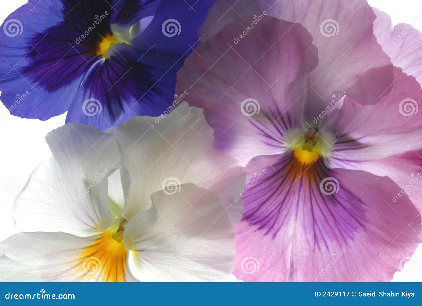 Heartsease Royalty Free Stock Photography Image 2429117