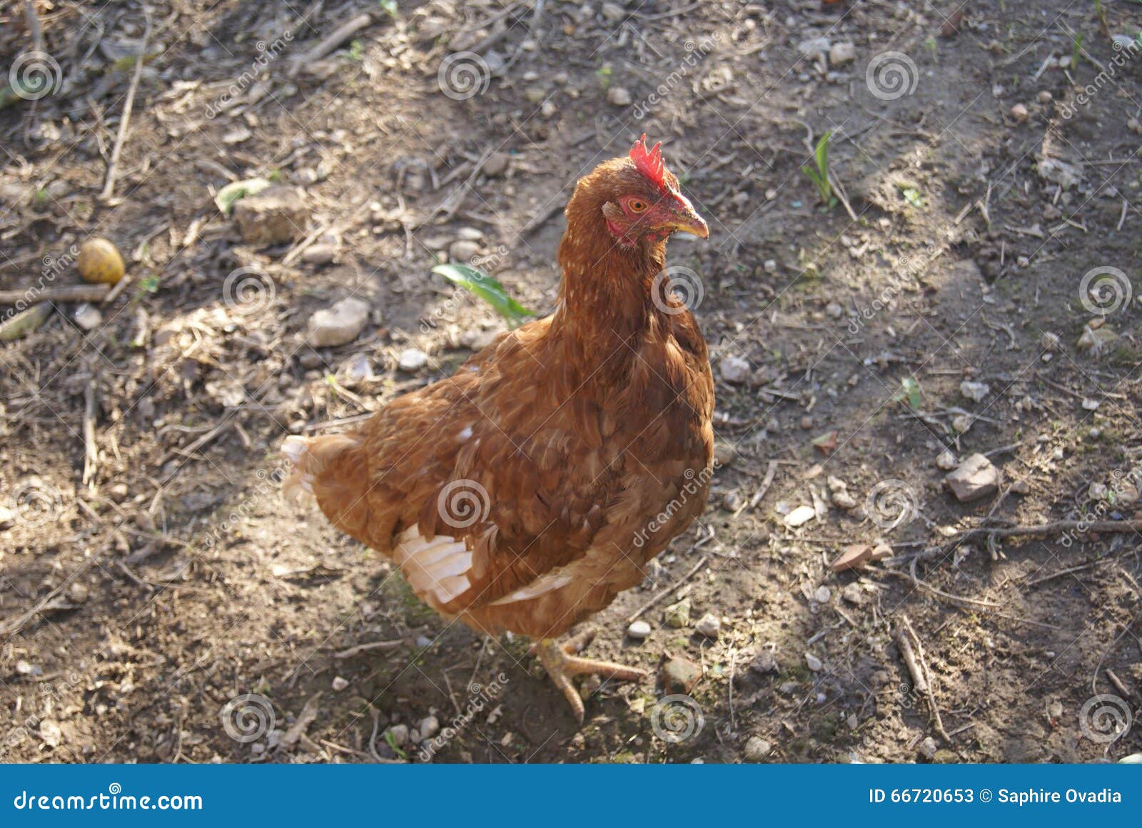 domestic animals information This encyclopedia britannica list features 6 domestic animals and their wild ancestors. domestic animals information This encyclopedia britannica list features 6 domestic animals and their wild ancestors.