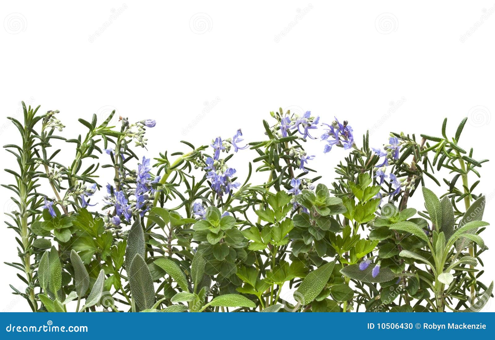 Herb Border Stock Photo Image 10506430