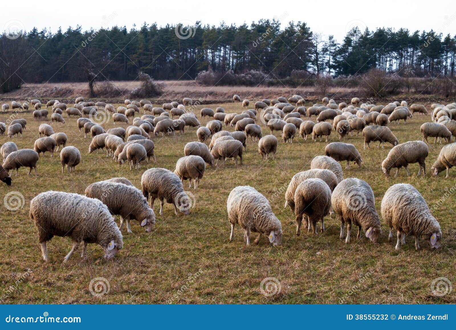 how to a to herd sheep herd of sheep in bavaria stock photography image 38555232 how to a to herd sheep herd of sheep in bavaria stock photography image 38555232