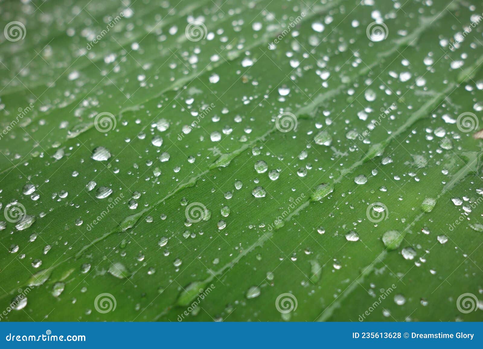 Hermosas Gotas De Lluvia En Las Hojas Foto De Archivo Imagen De Hojas