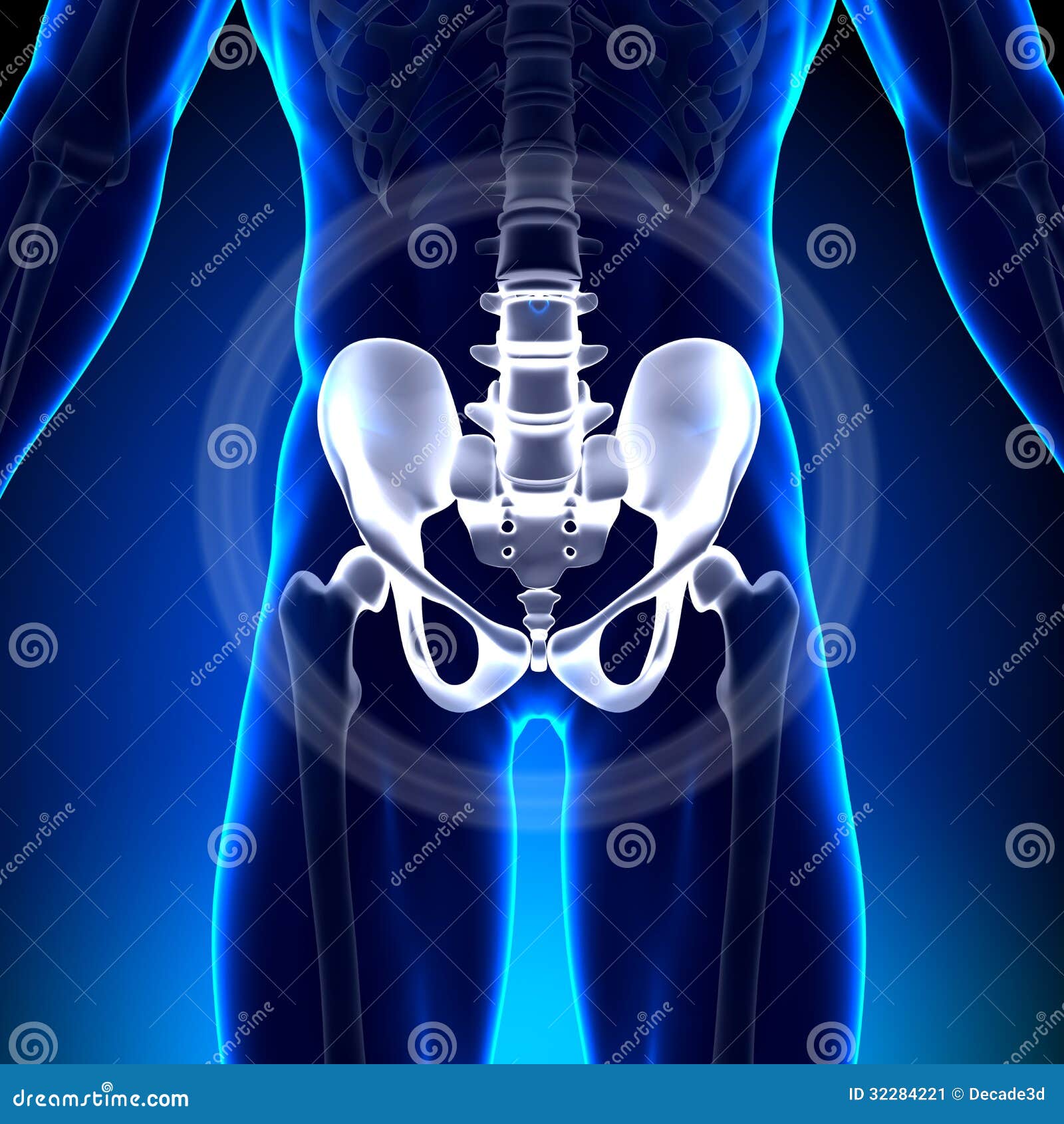 Hip Ischium Pubis Sacrum Ilium Anatomy Bones Stock Image