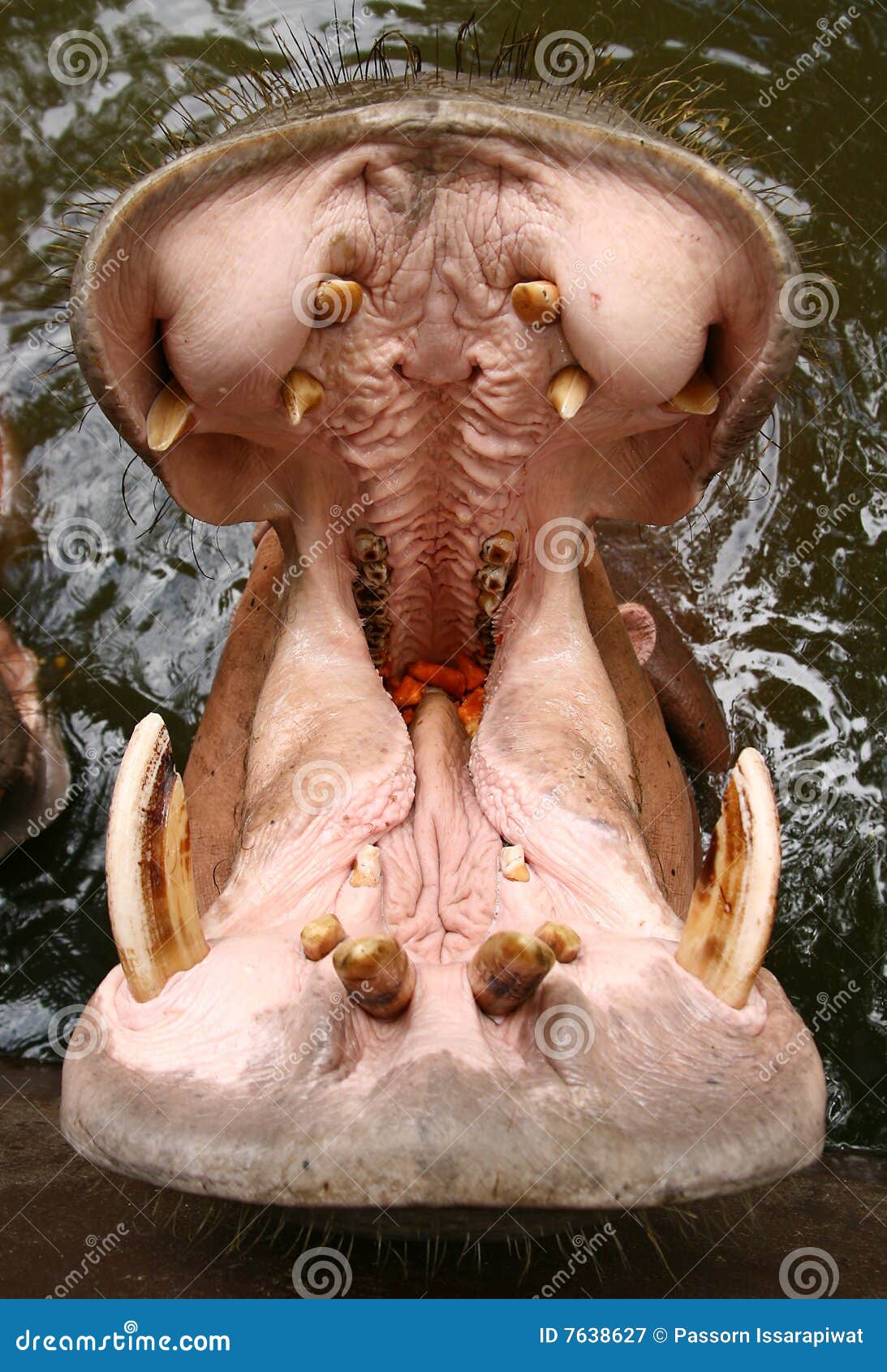 hippopotamus-mouth-open-7638627.jpg