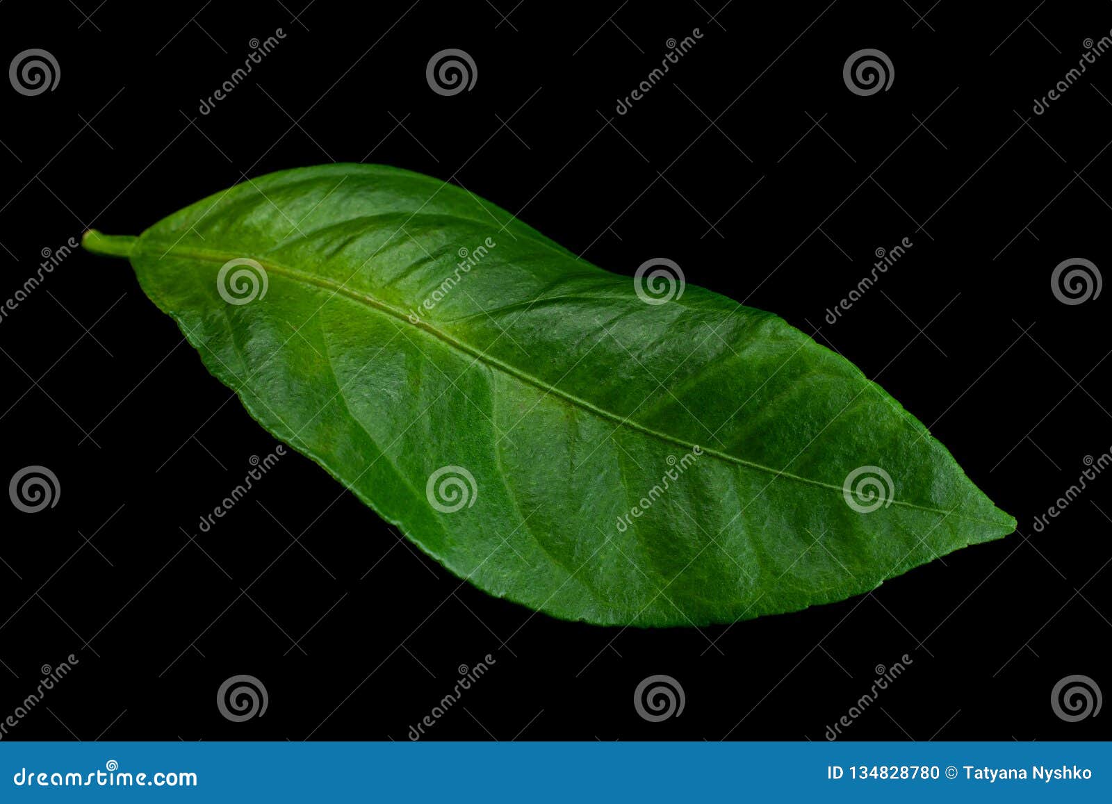 Hoja Anaranjada Del Primer De La Fruta Foto De Archivo Imagen De