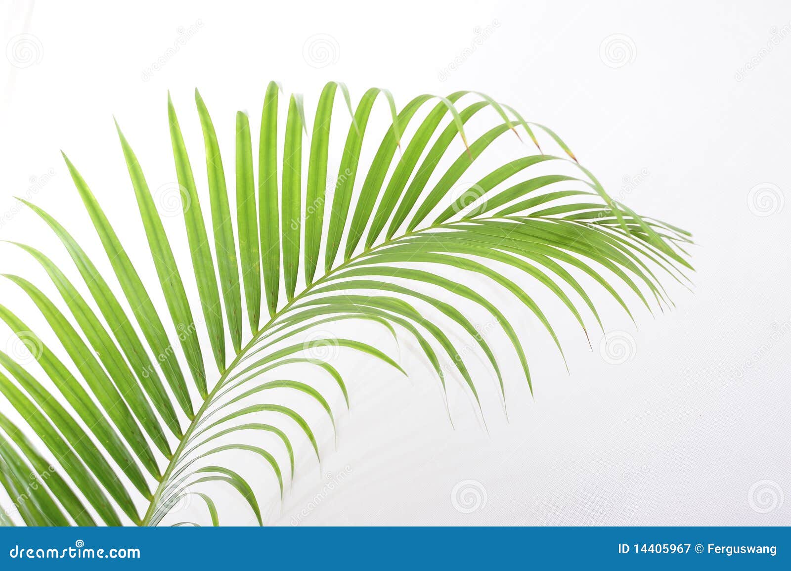 HOJA PALMERA hoja palmera: