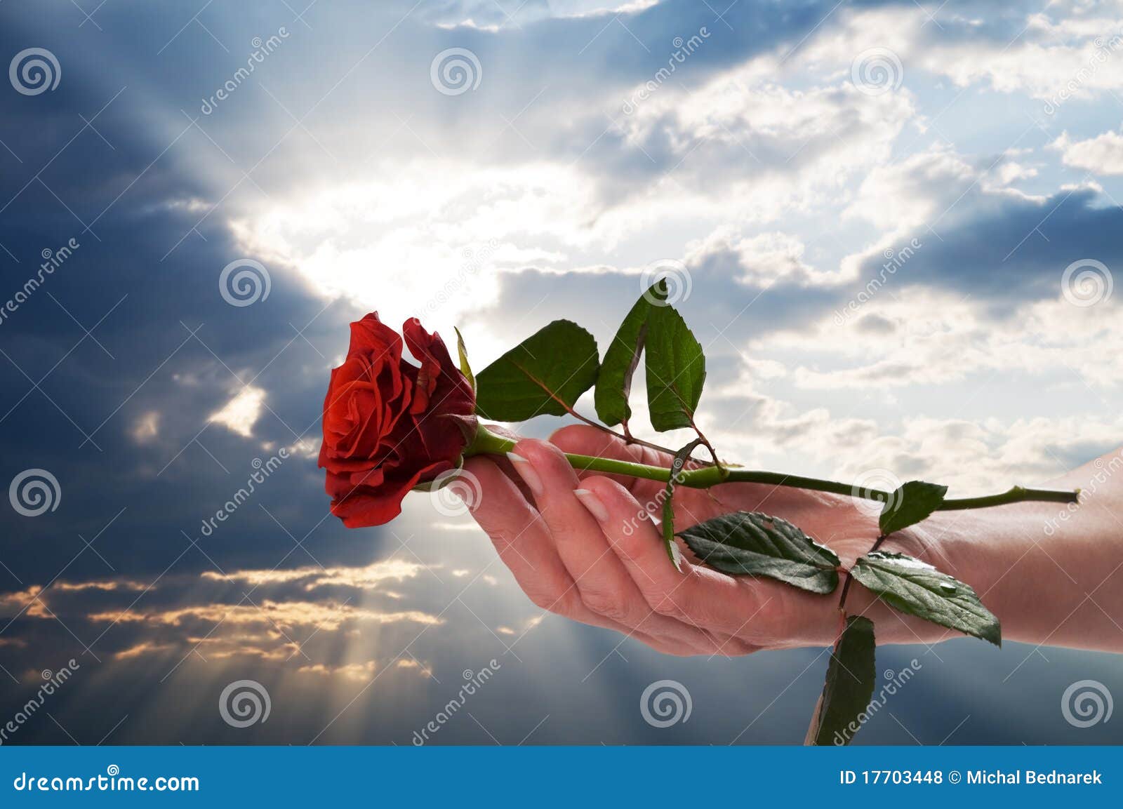 Holding red rose in a romantic scenery, sunset sky. Valentine Day ...