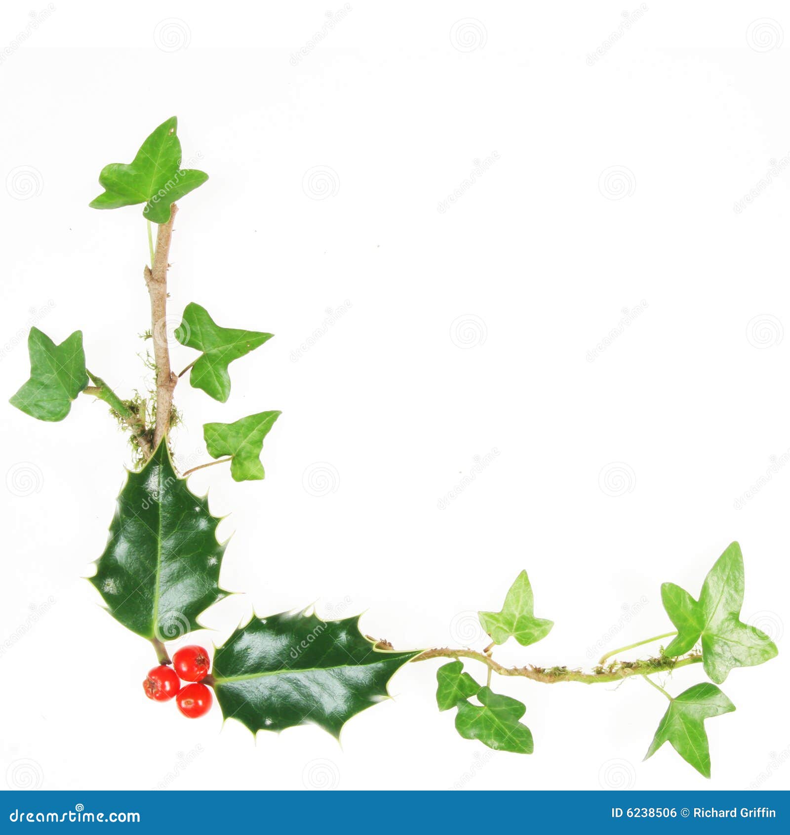 christmas ivy clipart - photo #32