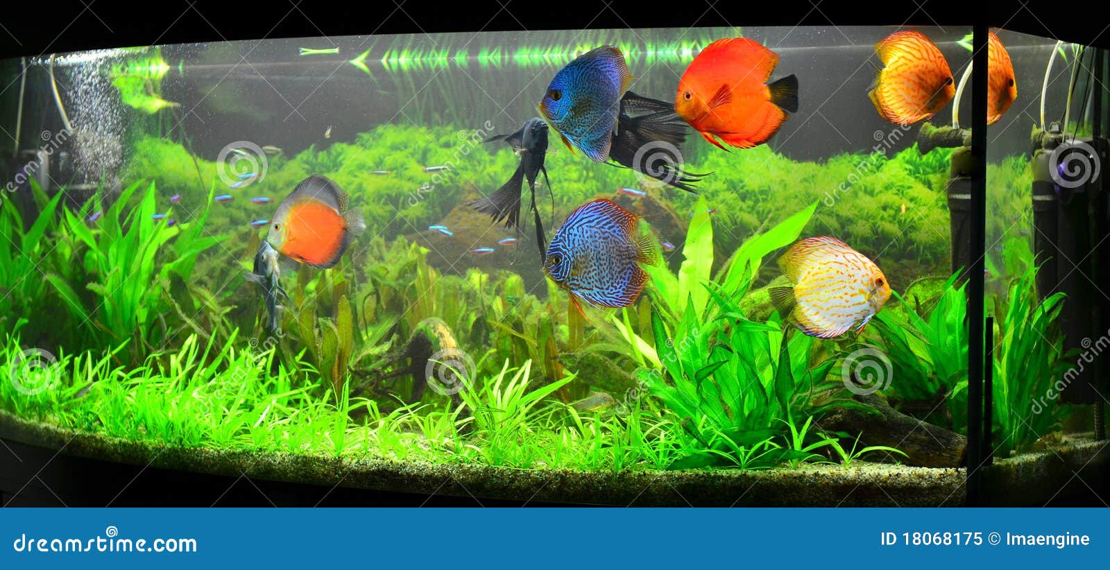 Home Aquarium With Discus Fish And Plants Royalty Free Stock Photo ...