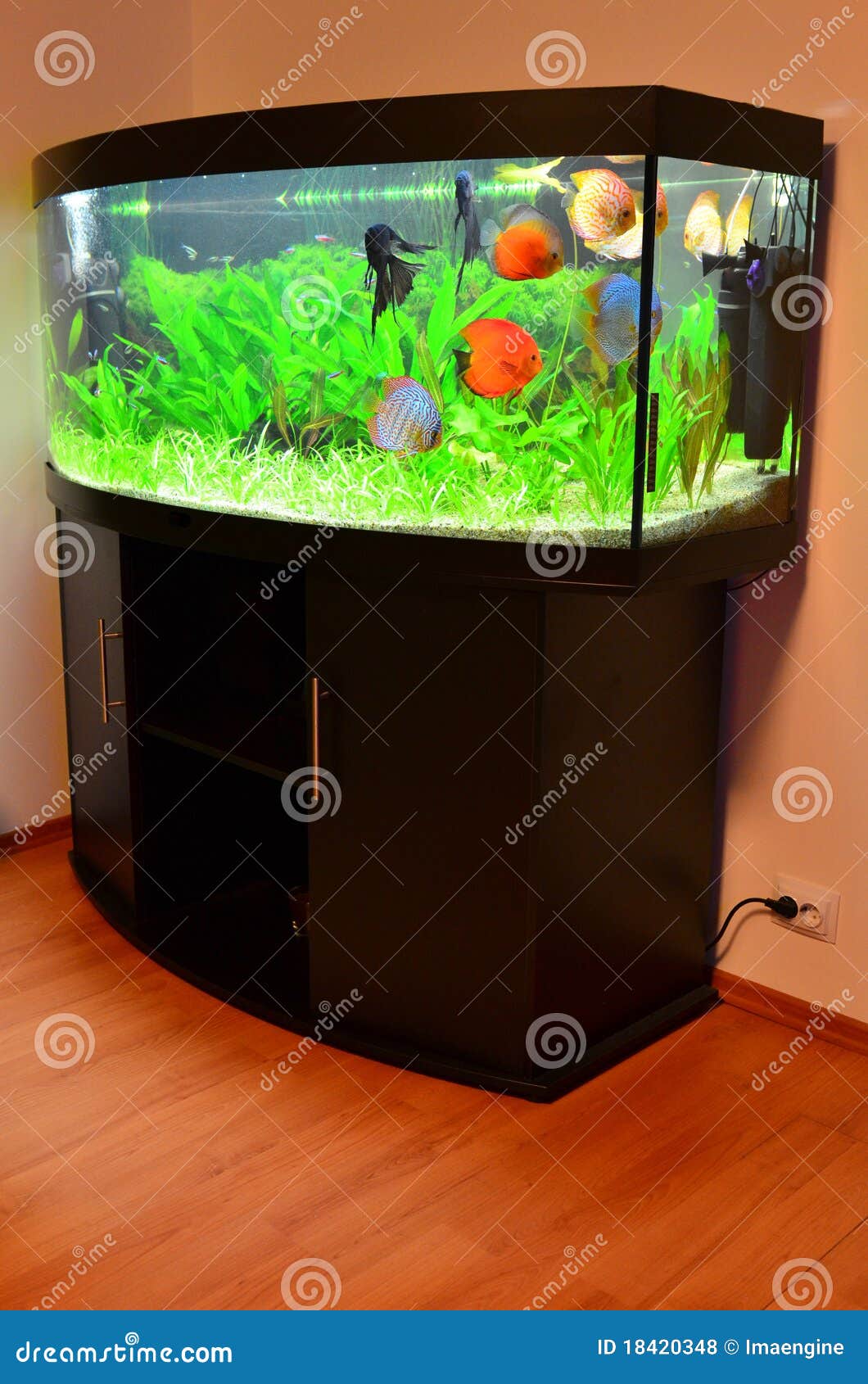Home Aquarium With Discus Fish And Plants Royalty Free Stock ...