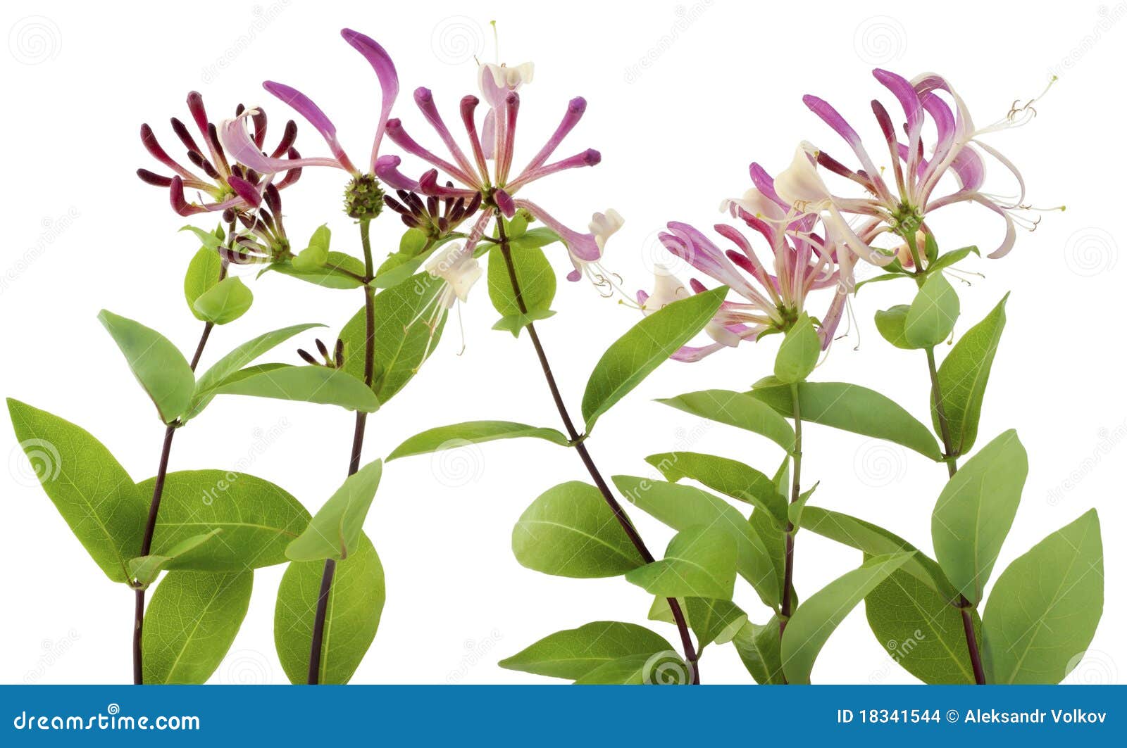 honeysuckle clipart - photo #45