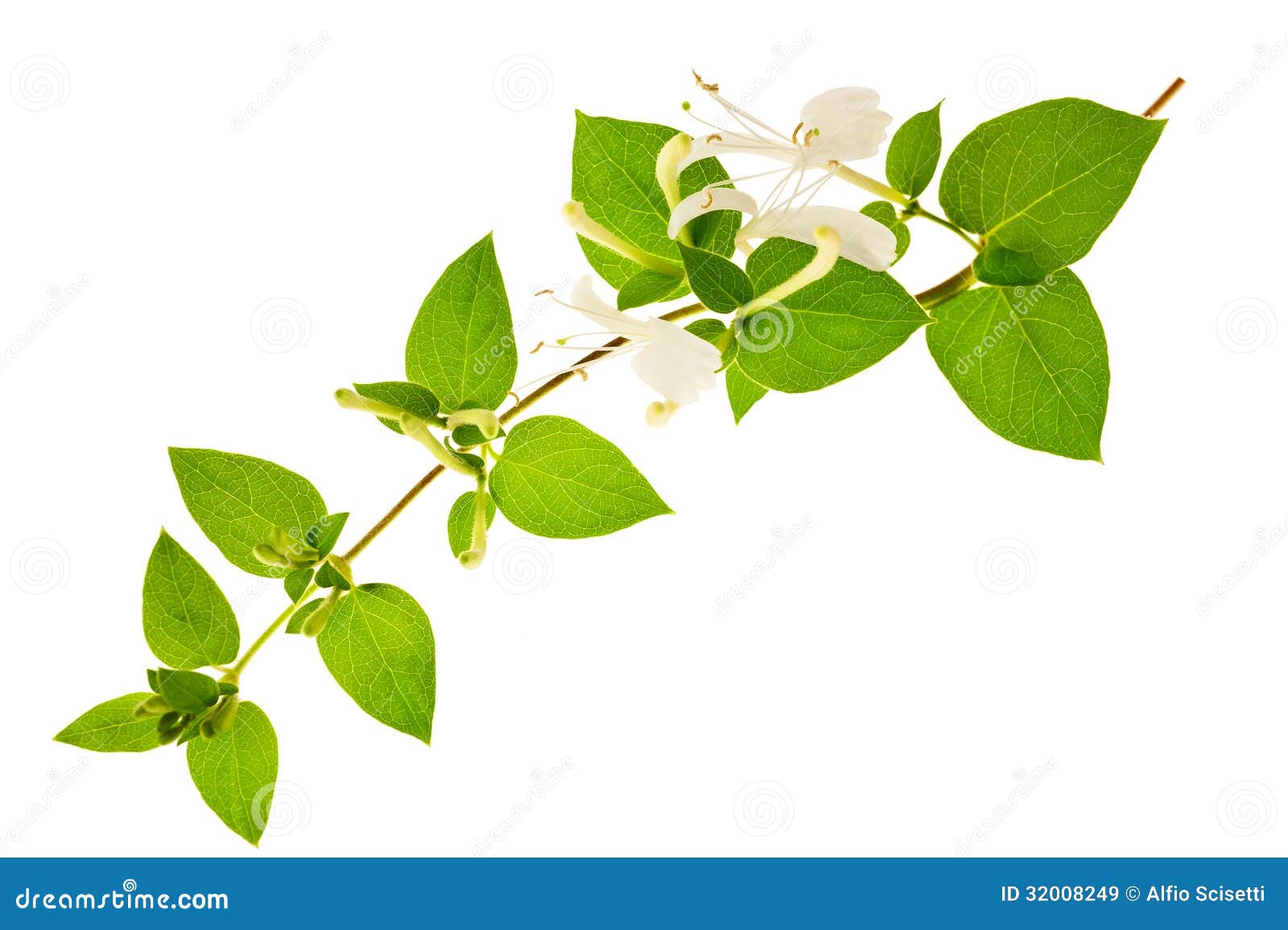 honeysuckle clipart - photo #37