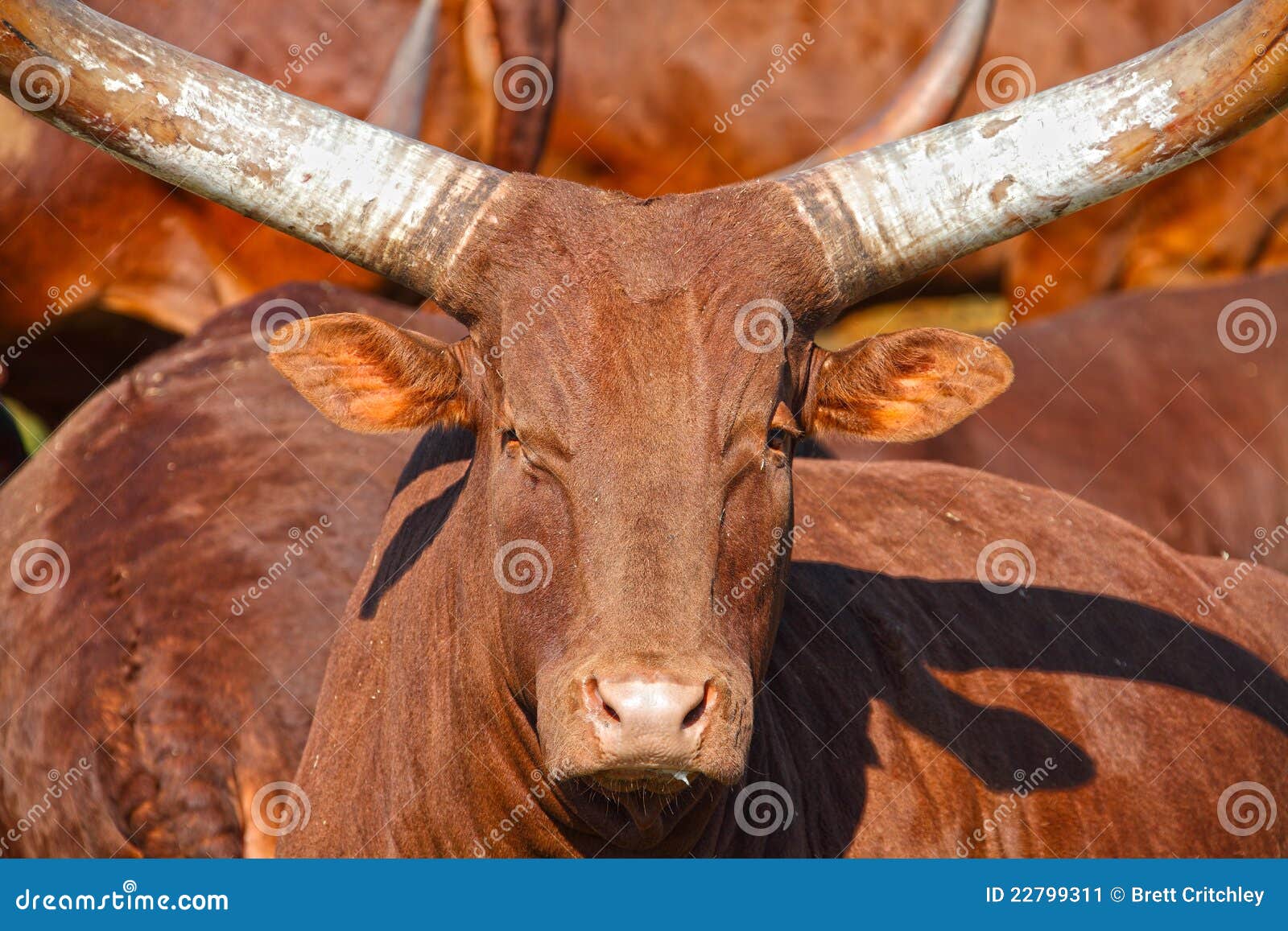 Single horned african animals