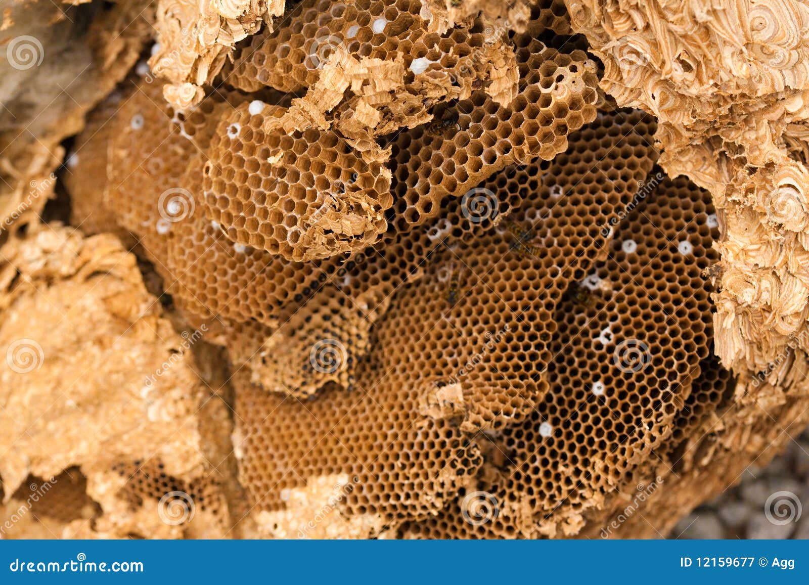 clip art hornets nest - photo #50