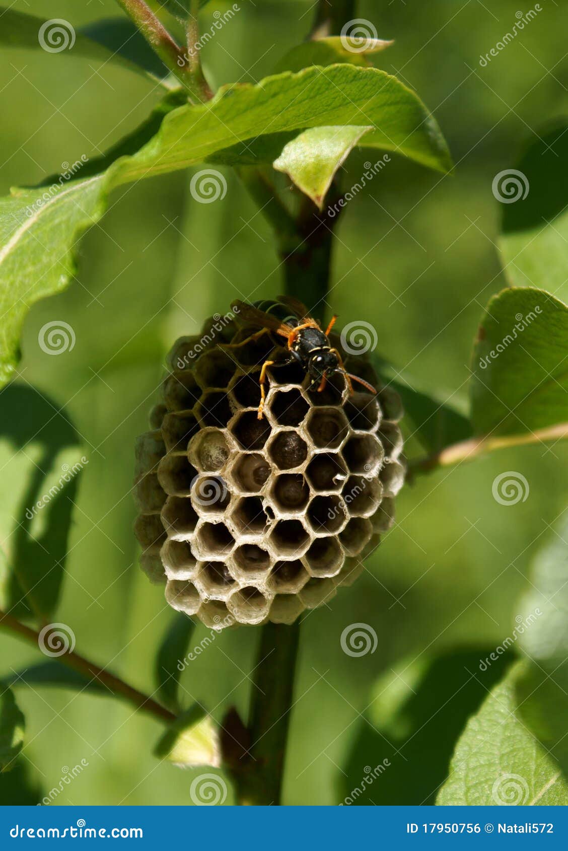 clip art hornets nest - photo #26