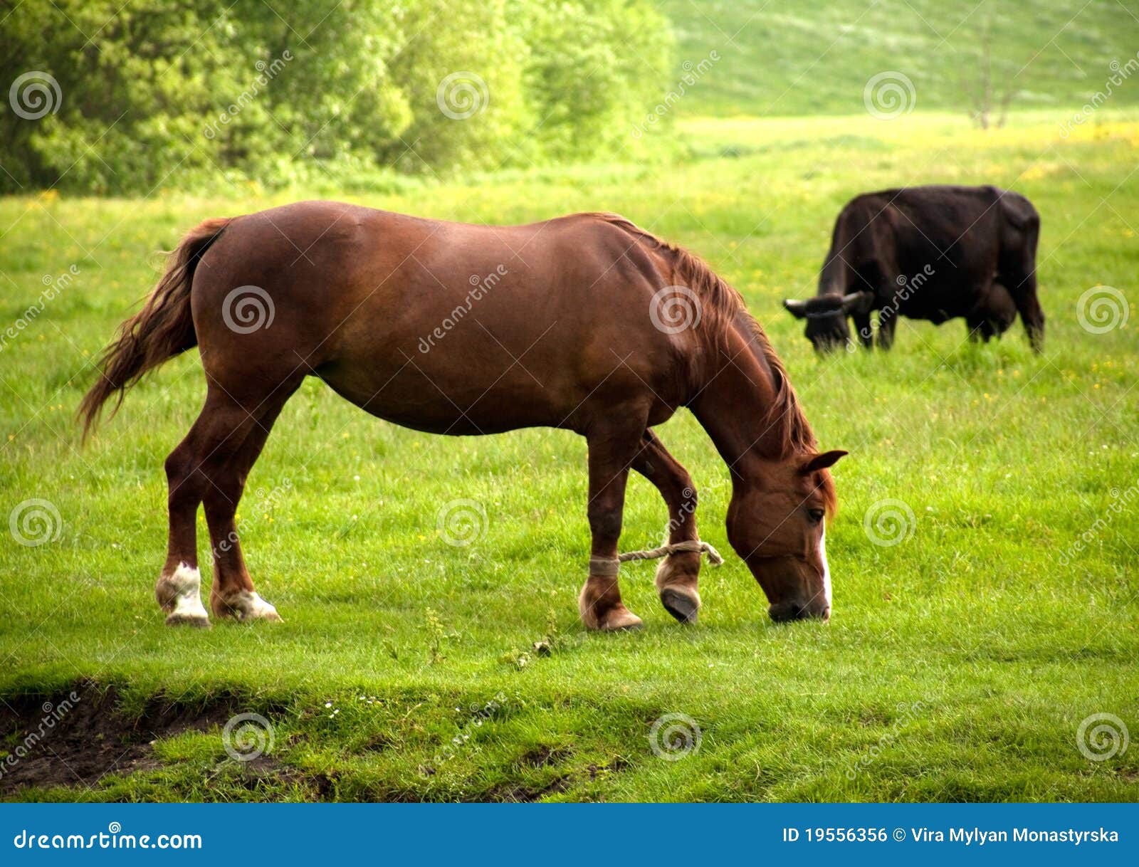 cow horse clip art - photo #39