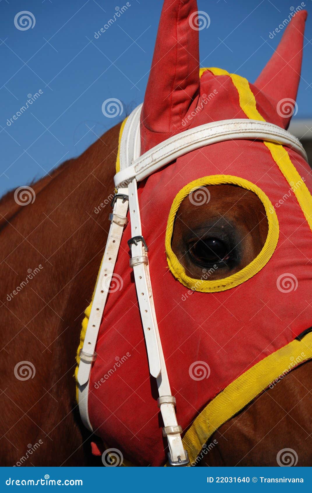 clipart horse with blinders - photo #8