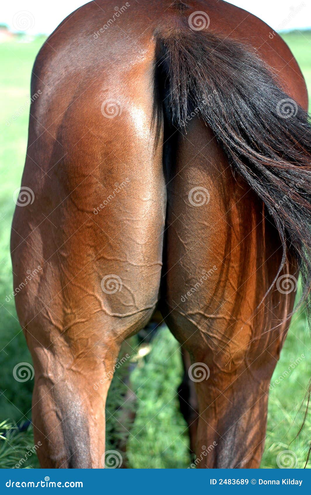 http://thumbs.dreamstime.com/z/horse-s-ass-2483689.jpg