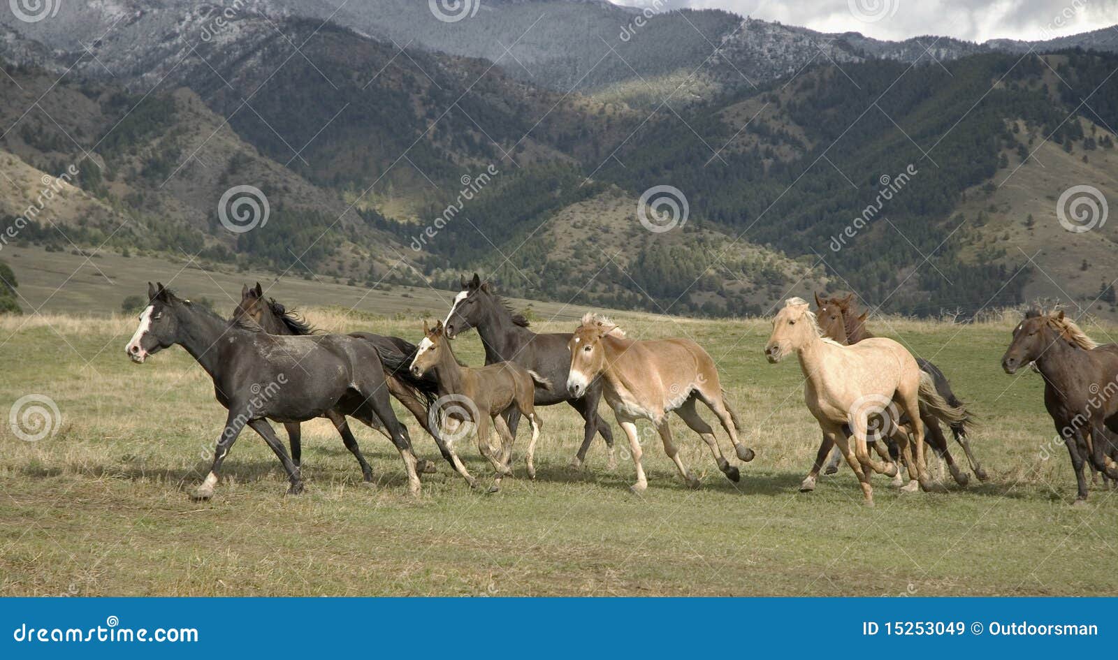 Wild Horse Stampede [1943]