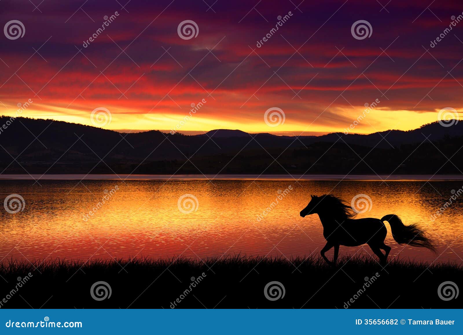 Horse and sunset Horse and sunset